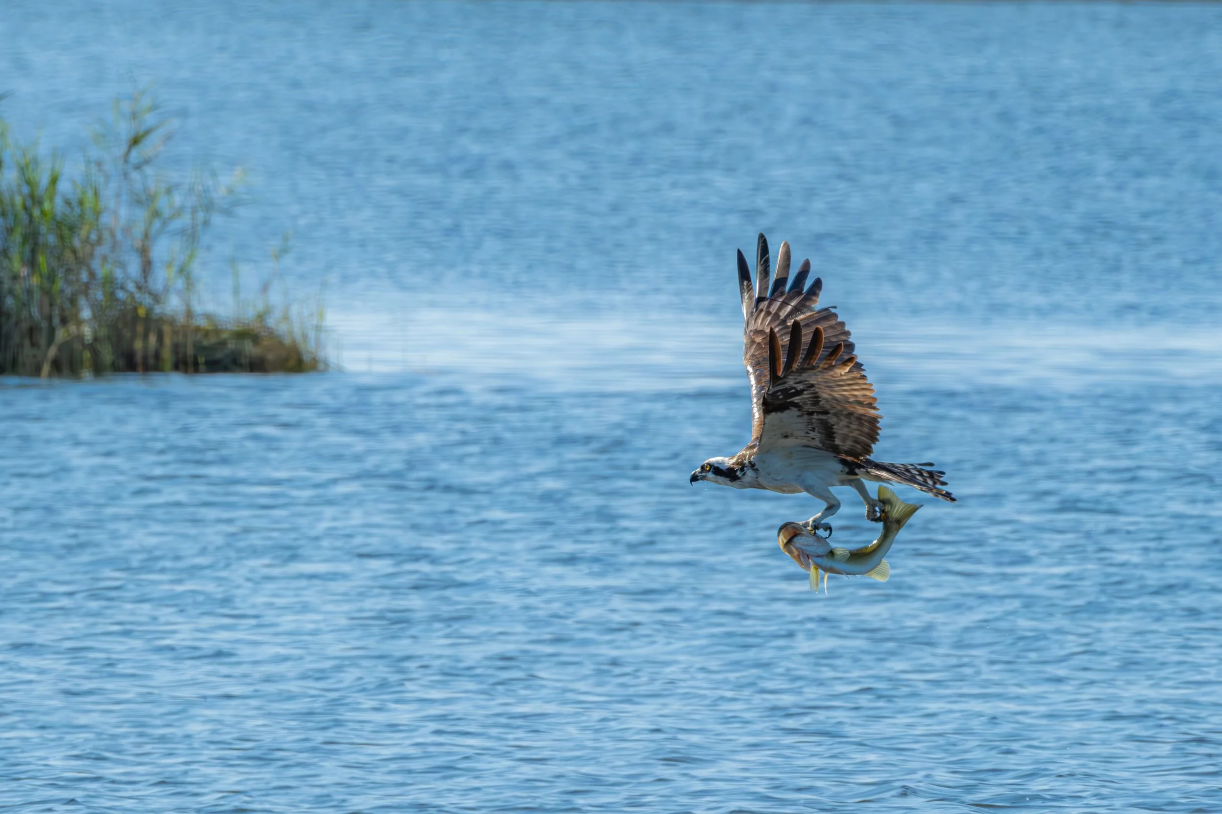 Osprey catching a fish from the water.