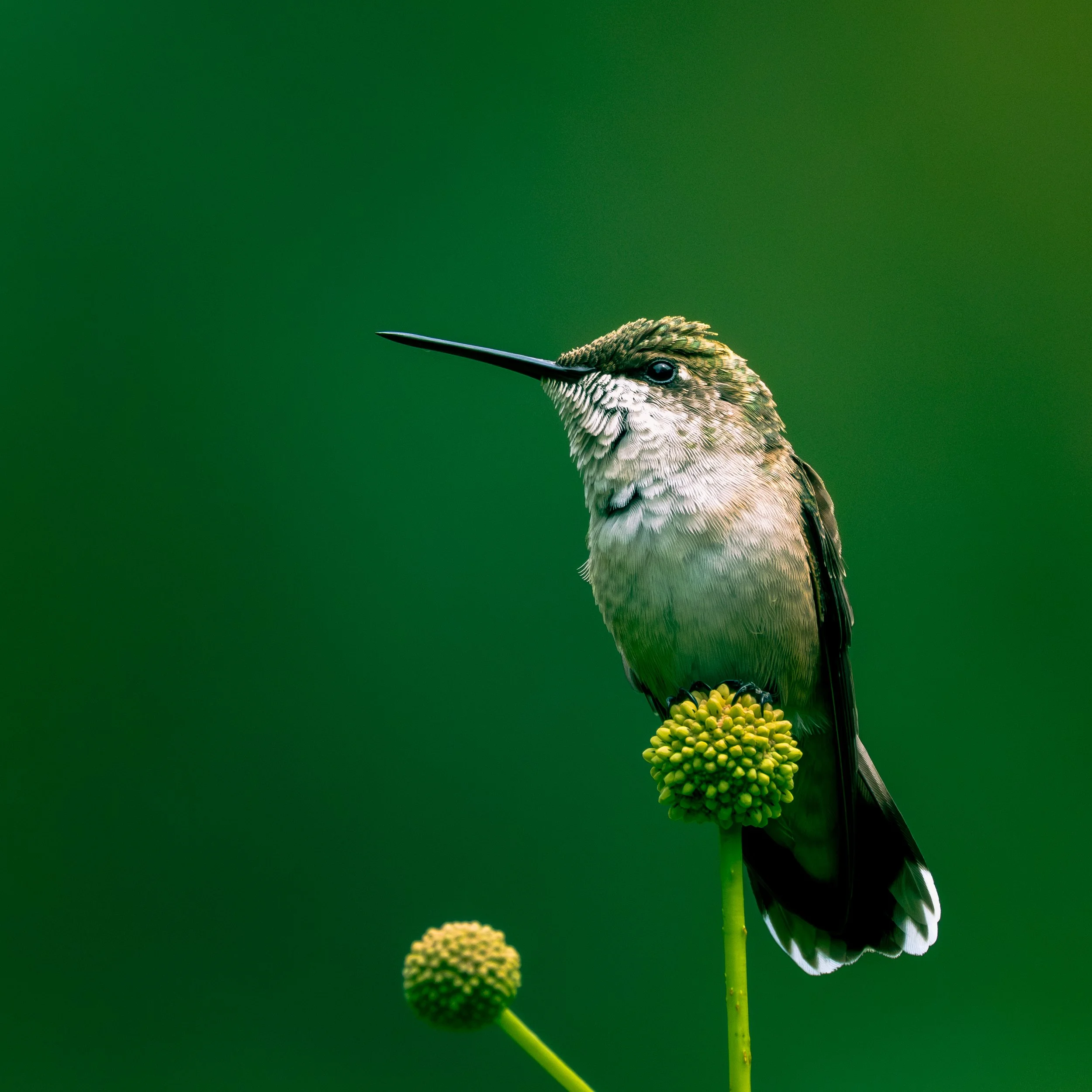 A close-up of a hummingbird perched on a green flower stalk with a blurred green background.
