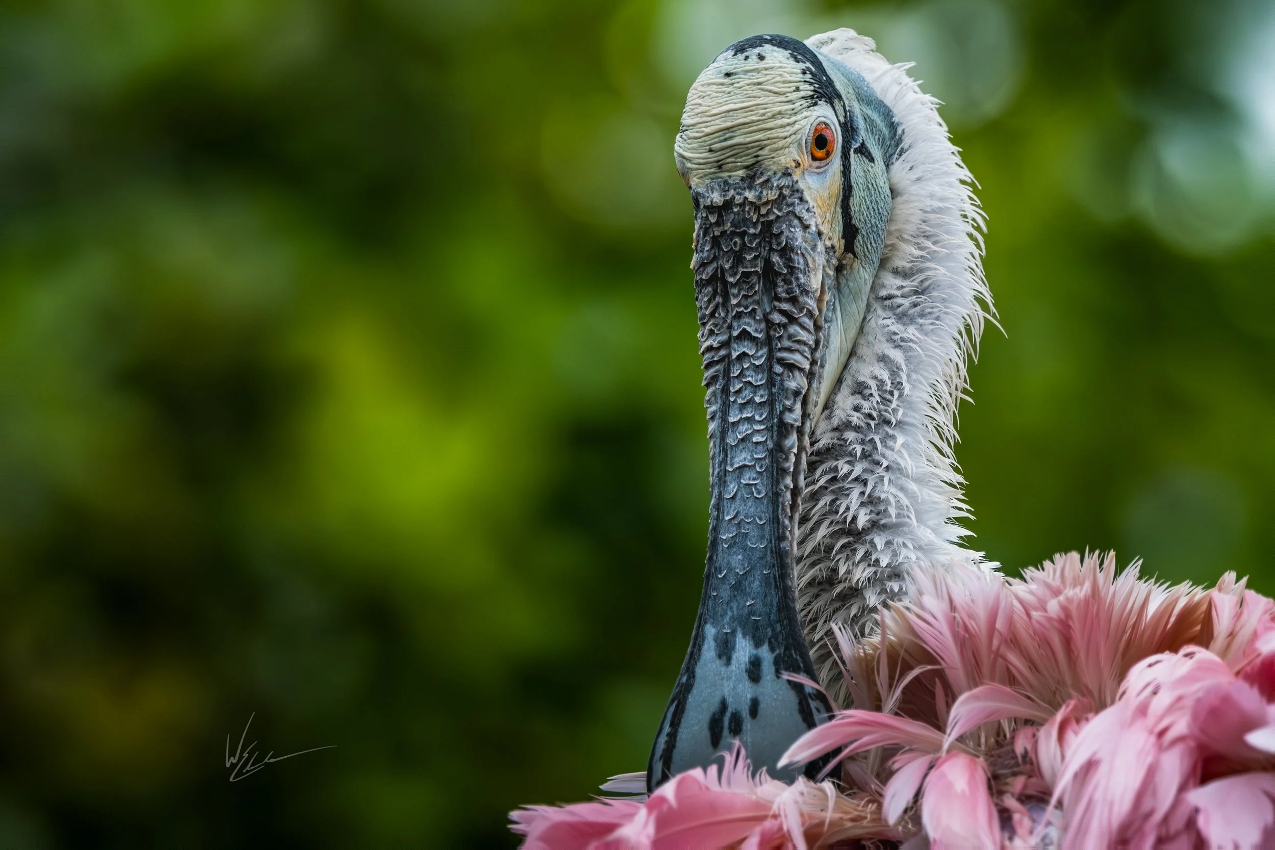 A close-up of a pelican with a large, textured bill, white and gray feathers, and orange eyes, perched on a pink flower against a blurred green background.