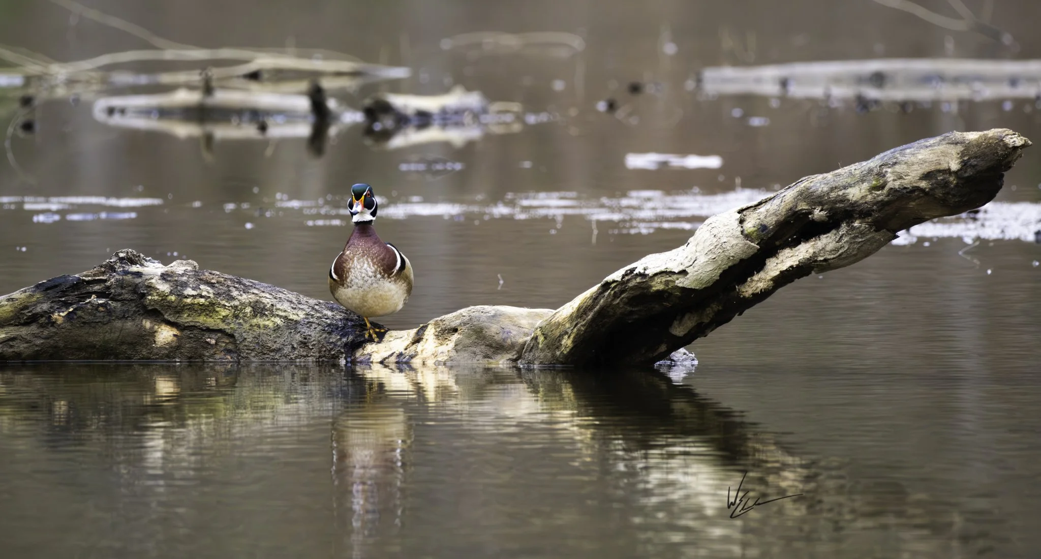 A colorful mallard duck sitting on a partially submerged fallen log in a calm pond, with water reflections and blurred background.