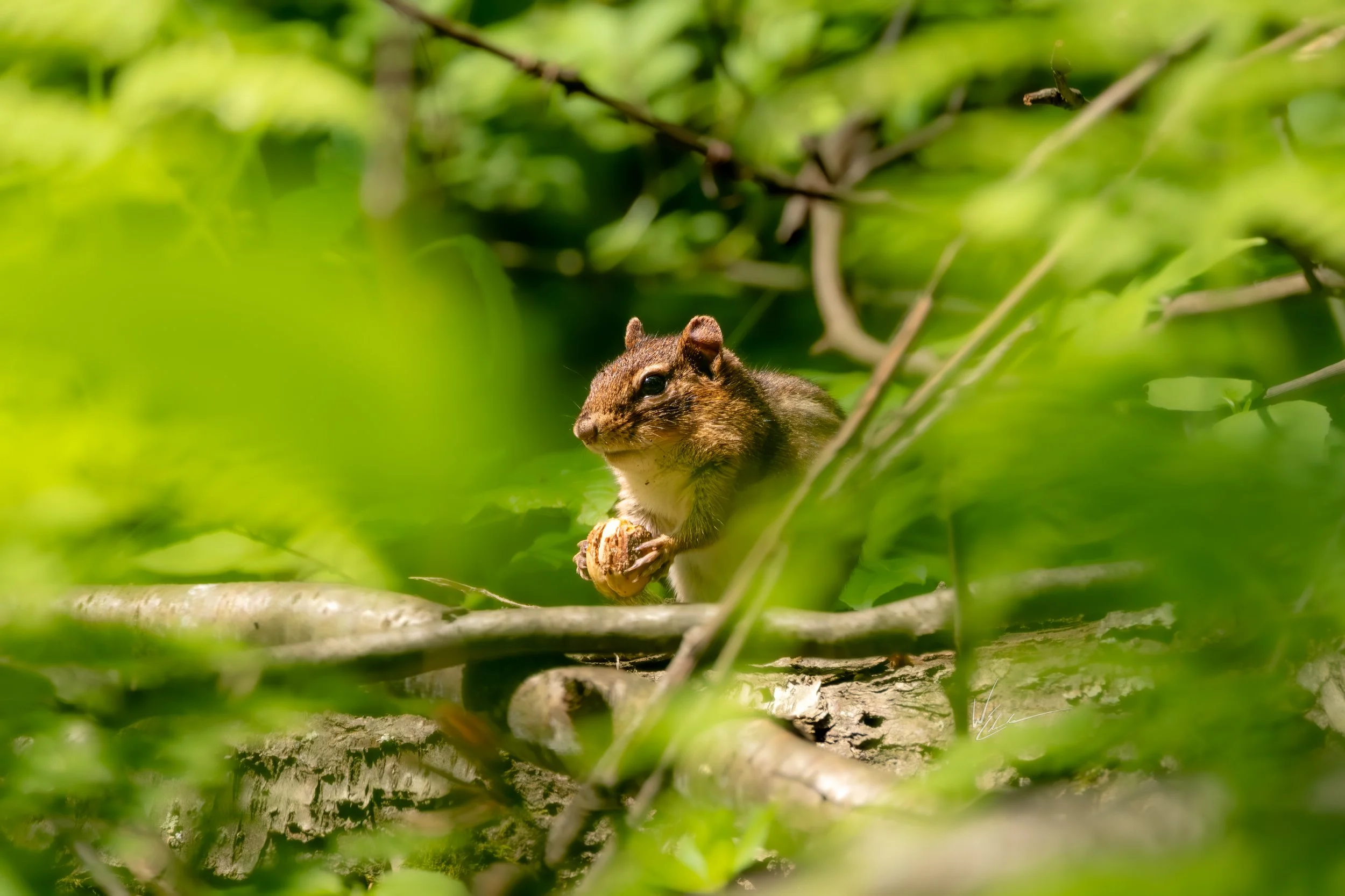 A squirrel sitting on a branch in a green forest, holding a nut in its paws.