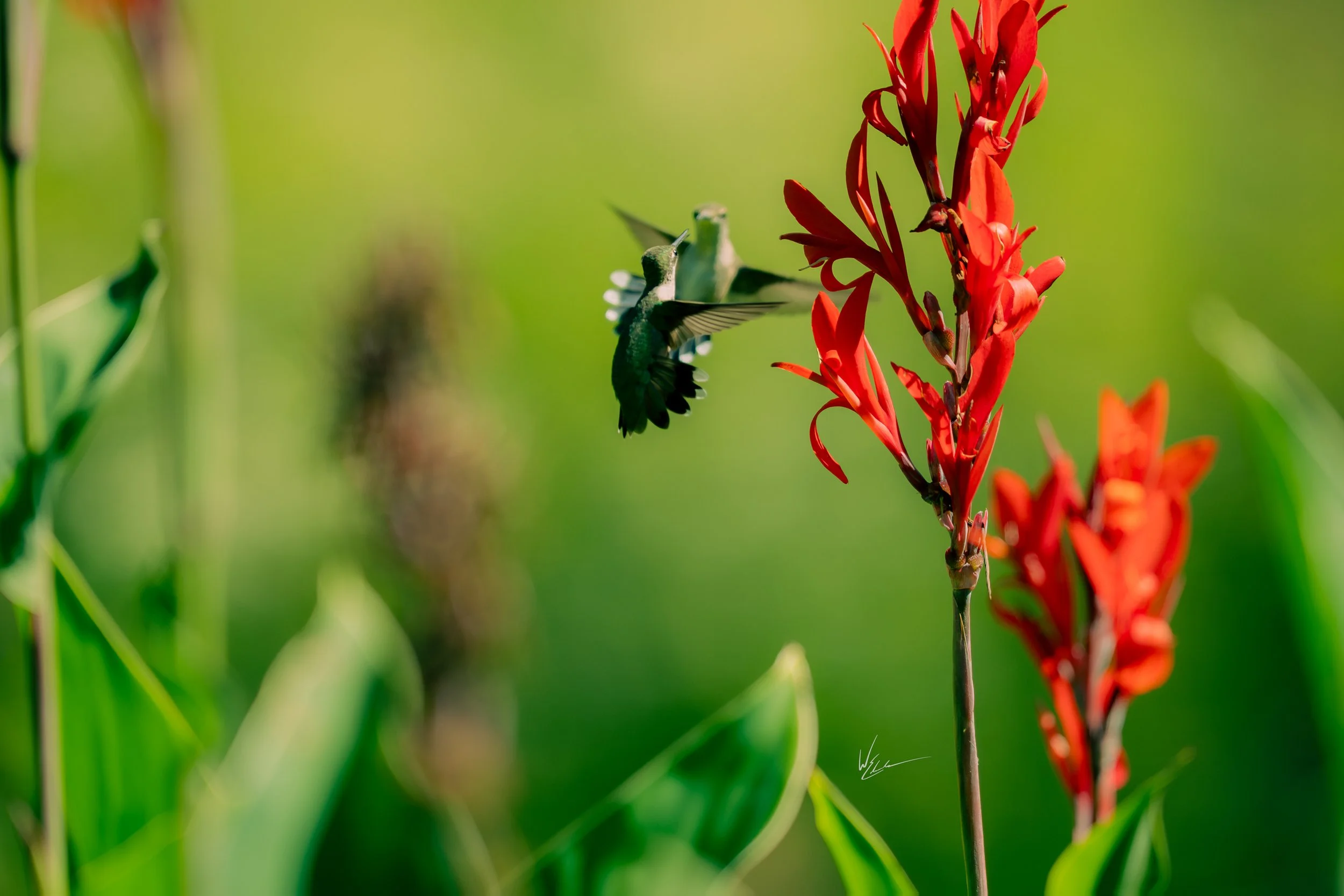 A hummingbird is flying near a tall red flower with a blurred green background.