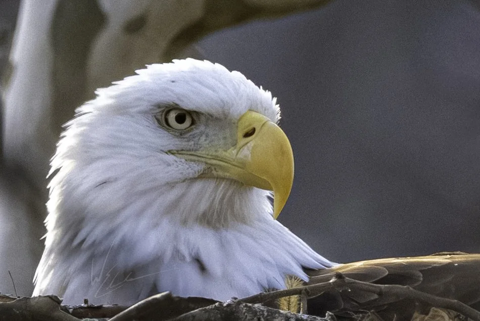 Close-up of a bald eagle with white head feathers, yellow beak, and piercing eyes, perched on a branch.