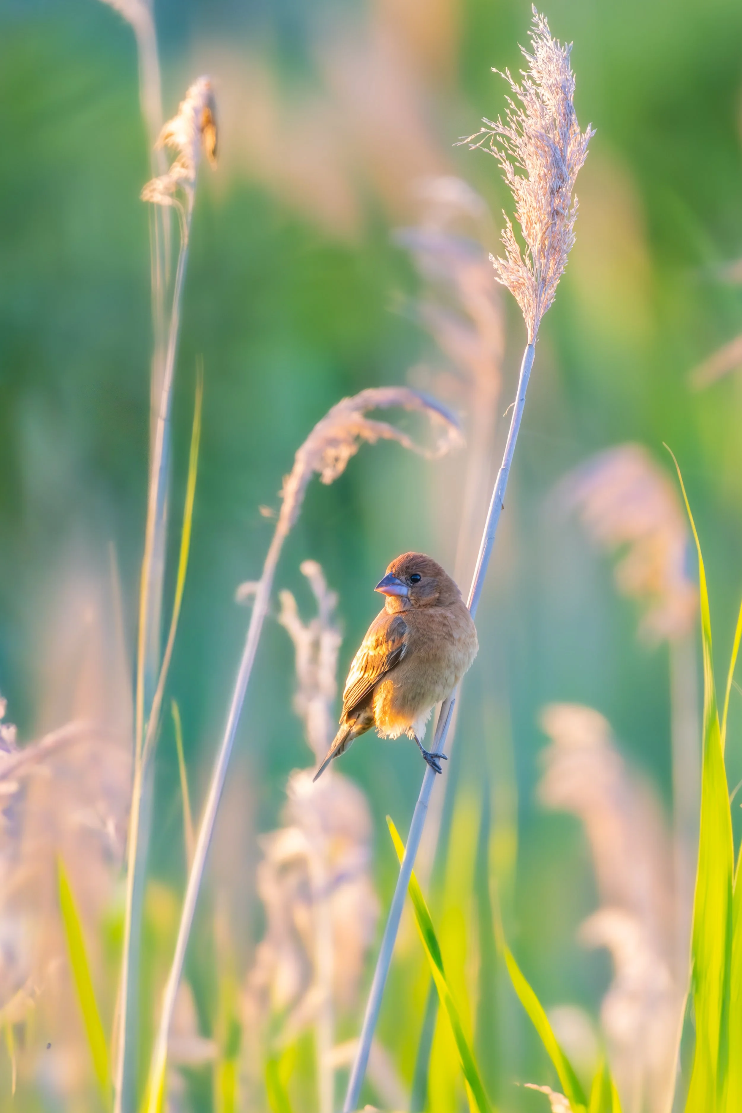 A small brown bird perched on a slender reed in a lush green field illuminated by soft sunlight.
