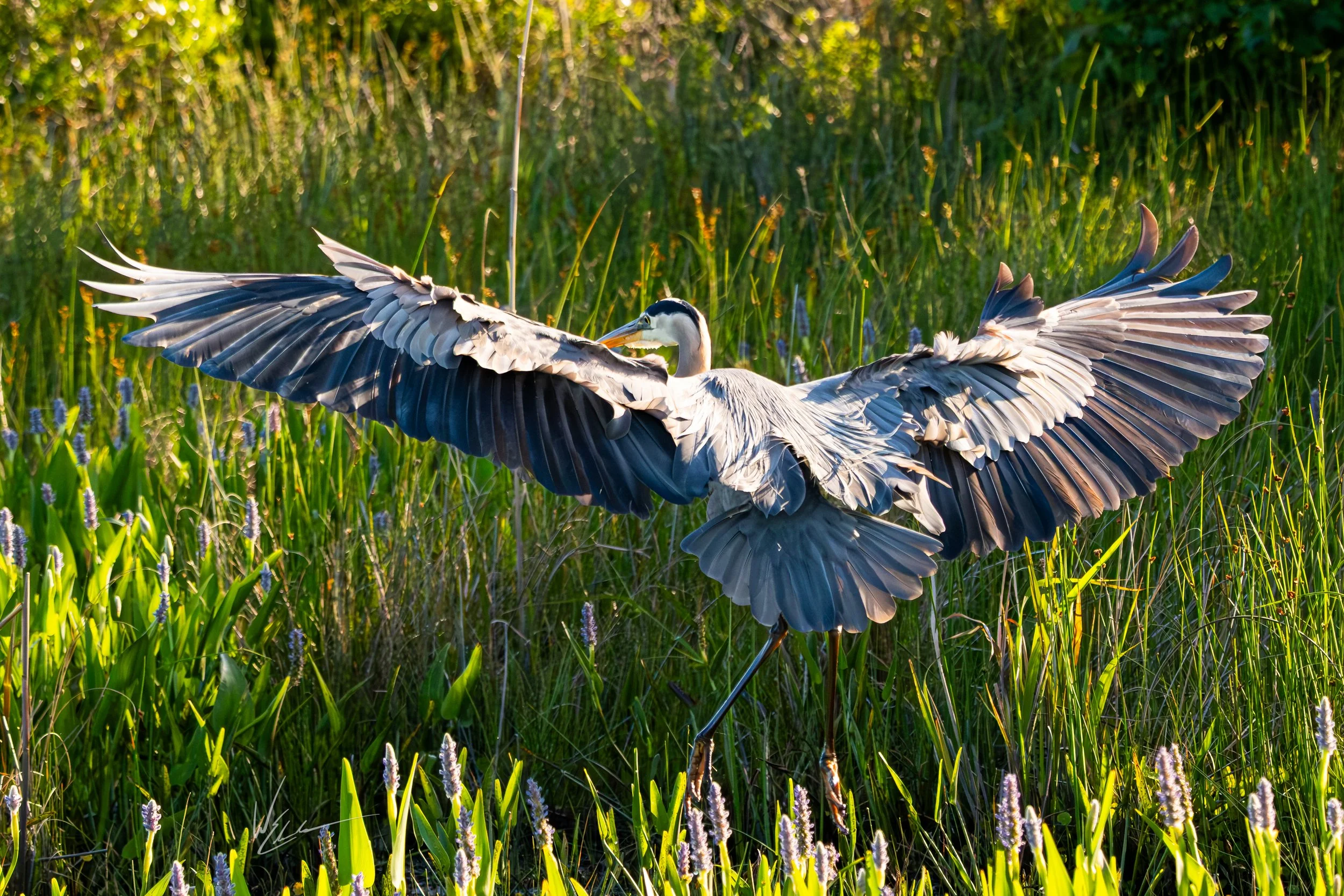 A heron with wings spread wide standing in a grassy wetland area with green plants and purple flowers, illuminated by sunlight.