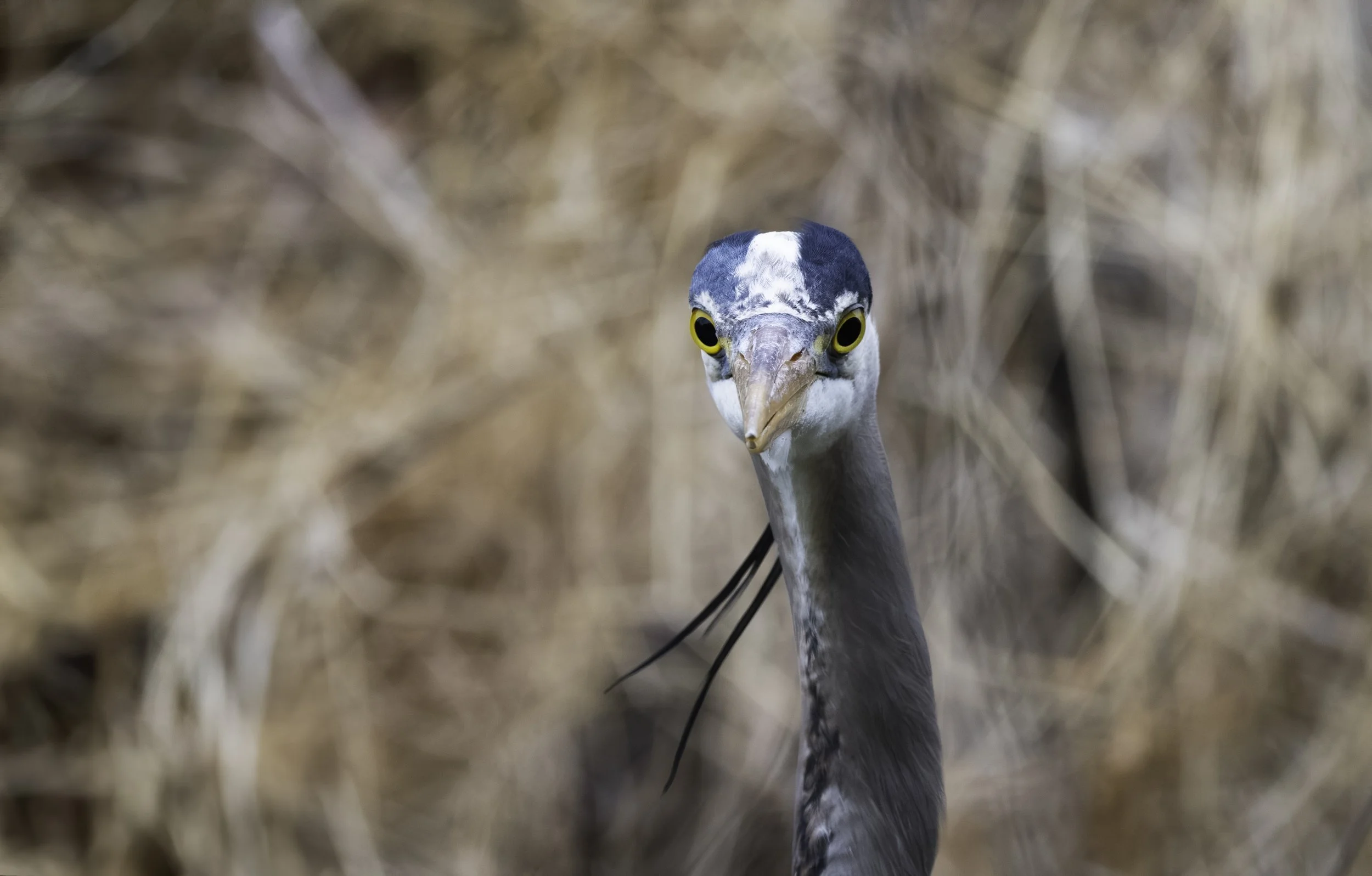 Close-up of a heron with yellow eyes peering through dry grass.