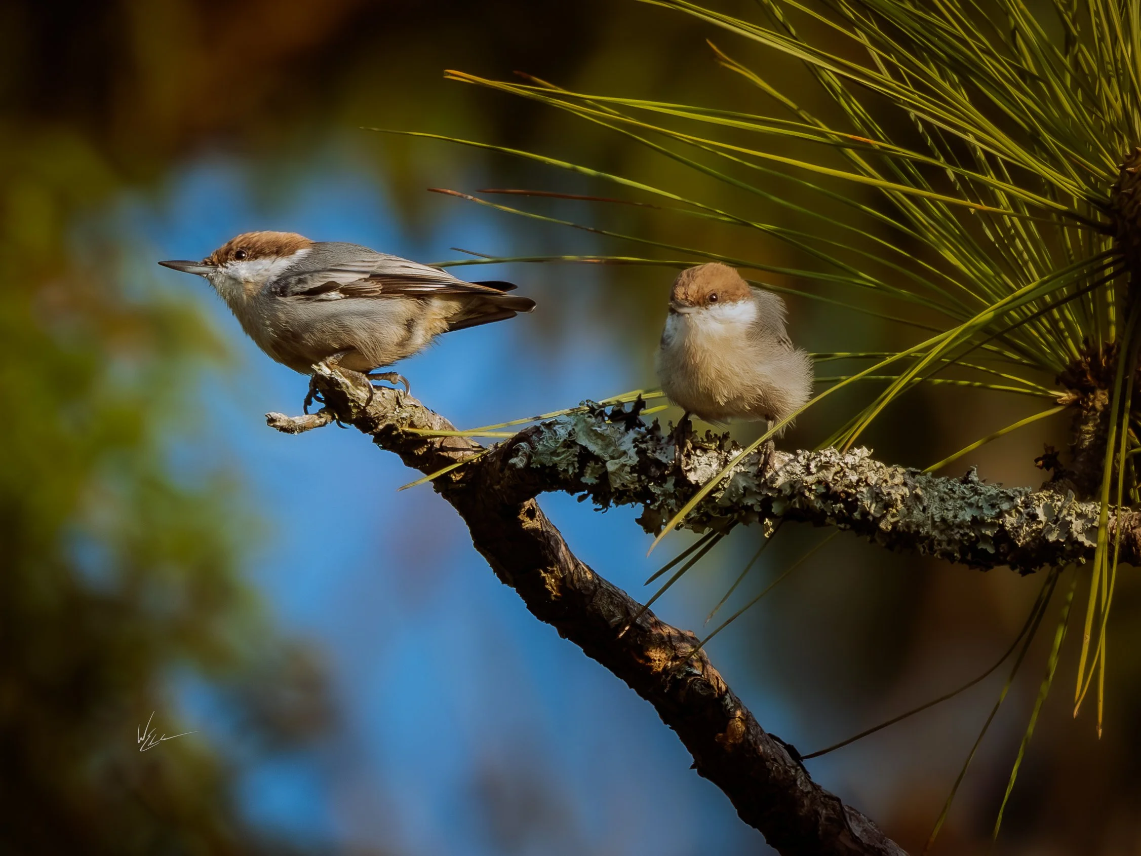 Two small birds perched on a branch of a tree with pine needles. The one on the left is slightly larger with a brown and beige coloration, and the one on the right is smaller with fluffy gray and white feathers.