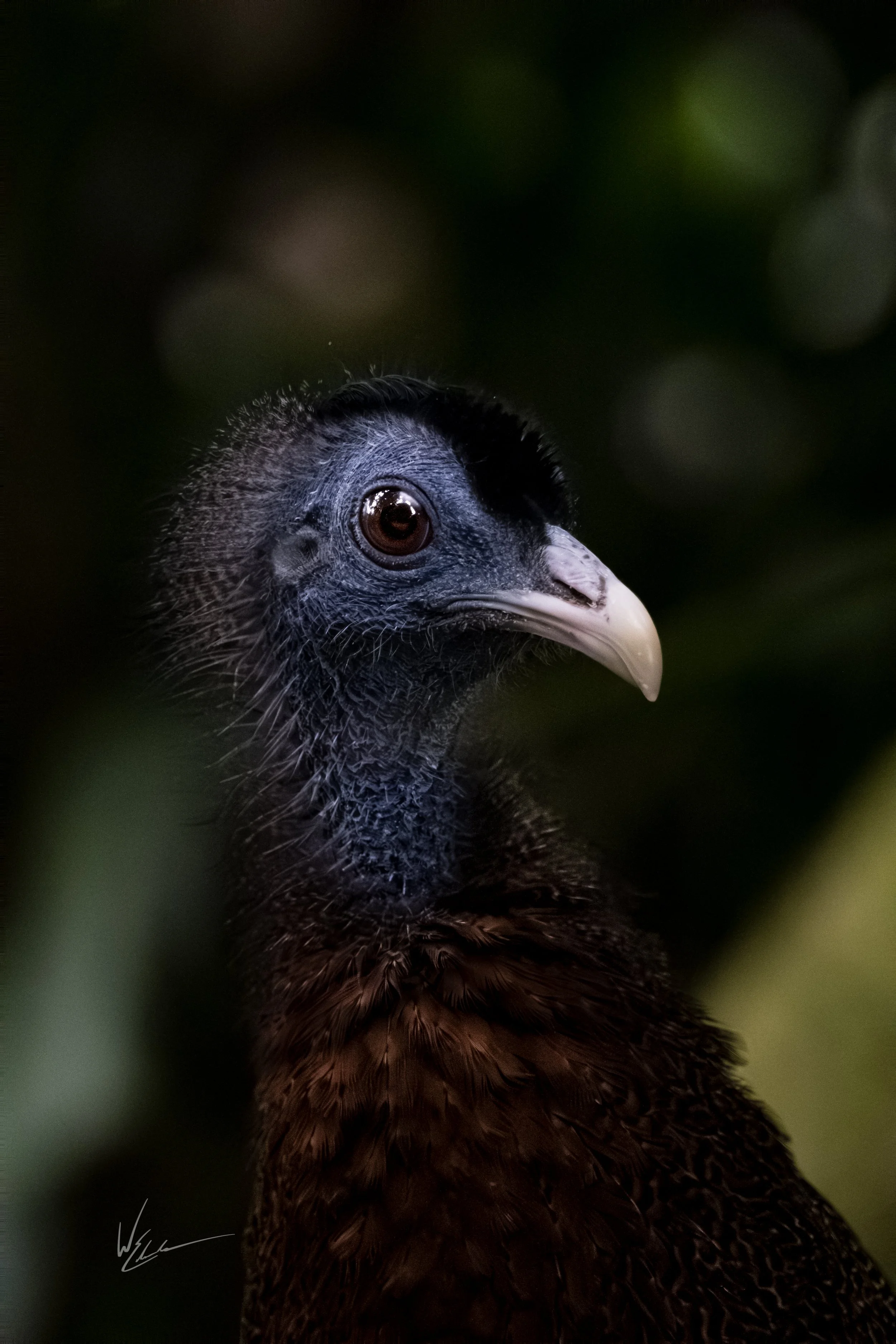 Close-up of a bird with dark feathers and a light-colored beak, set against a blurred dark green background.
