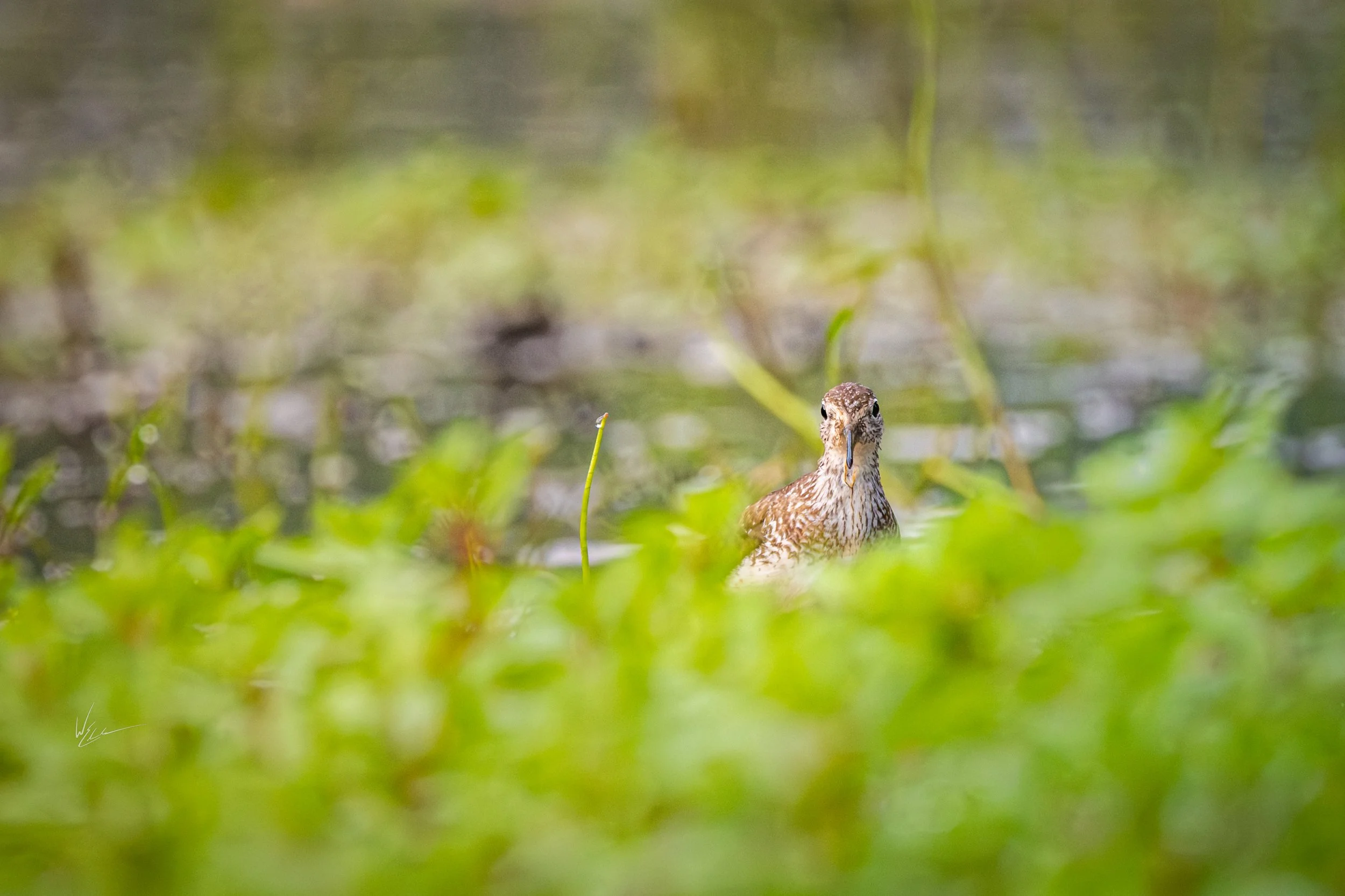 A bird in a marshy area with water and green vegetation in the foreground and background.