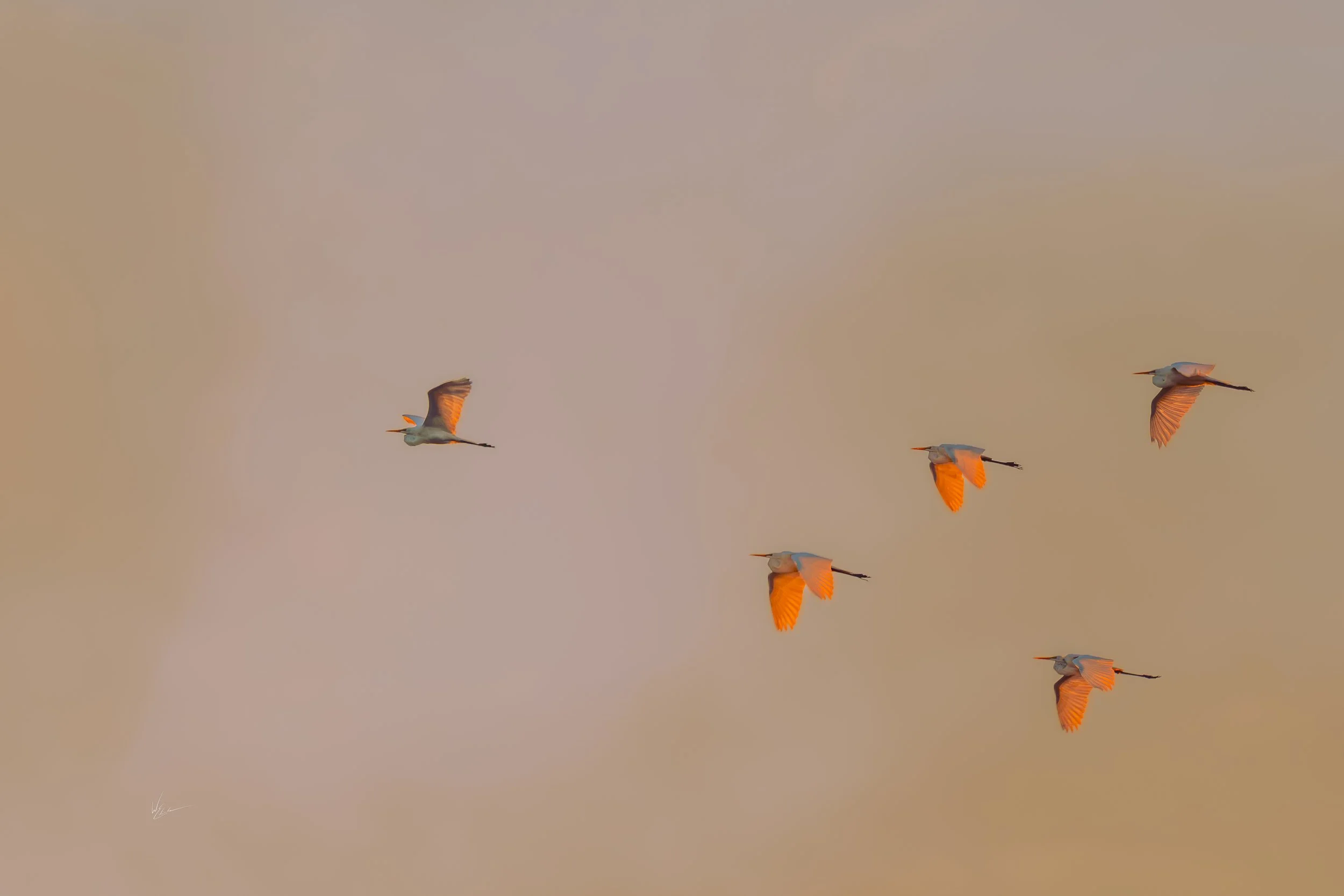 Five birds flying in the sky during sunset or sunrise.