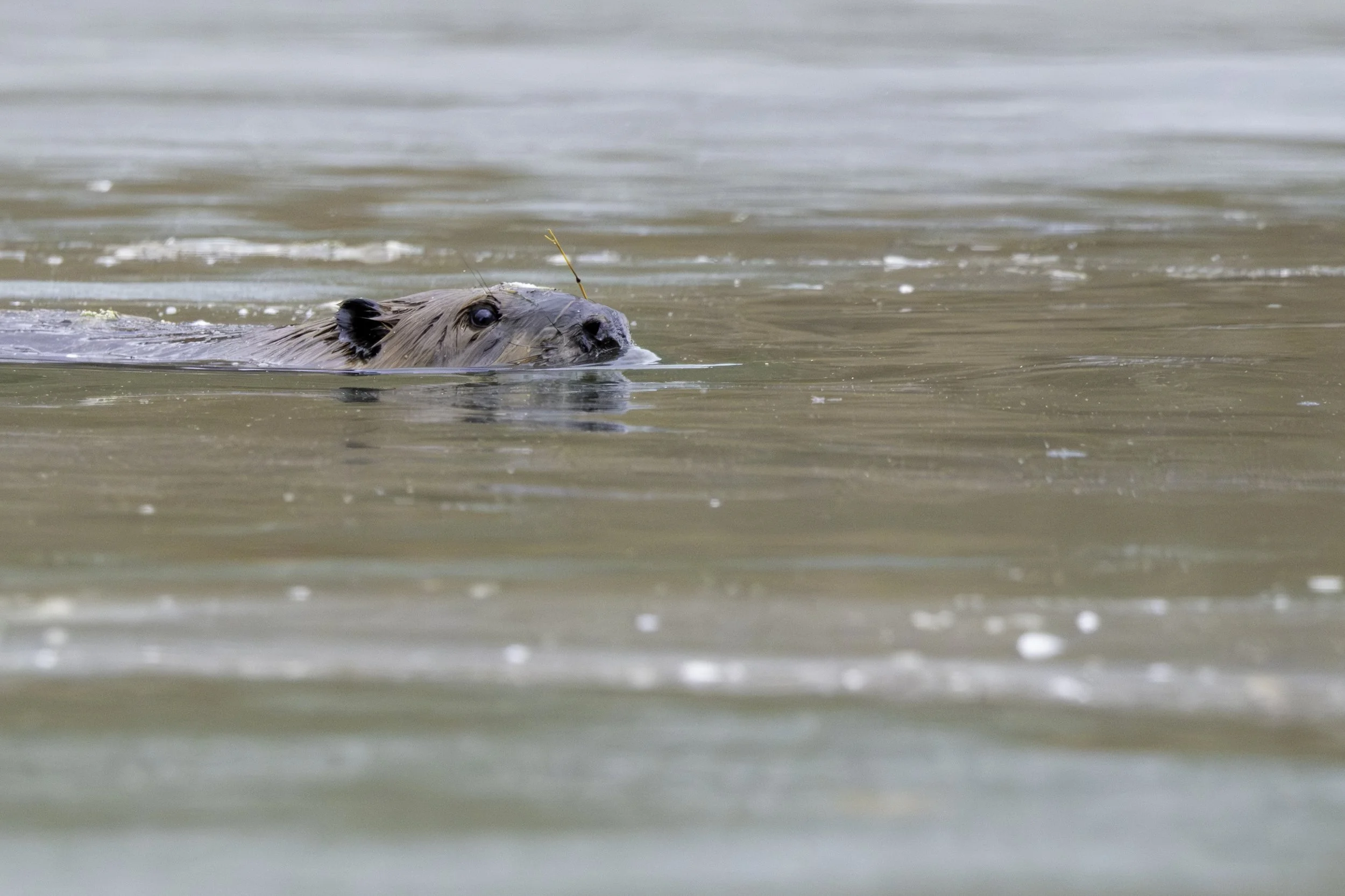 American Beaver (Castor canadensis) — Eyes and nose skim just above the surface in a low view across the water.