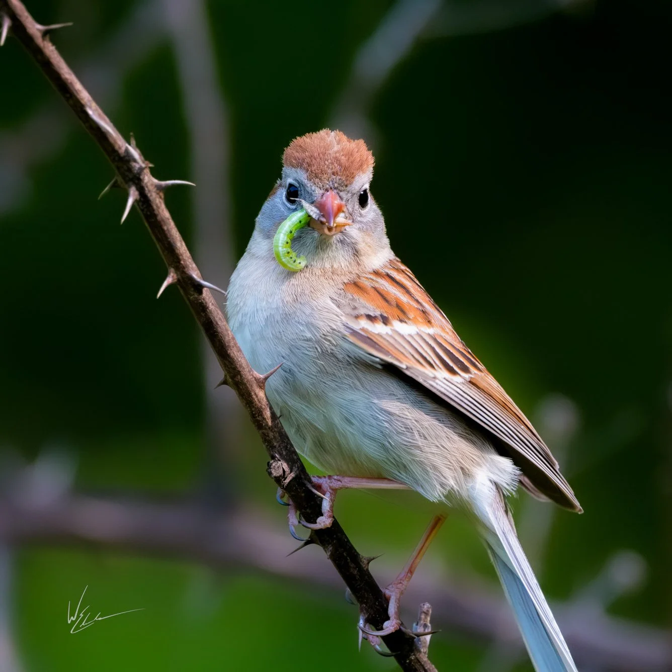 A small bird perched on a thorny branch, holding a green caterpillar in its beak.