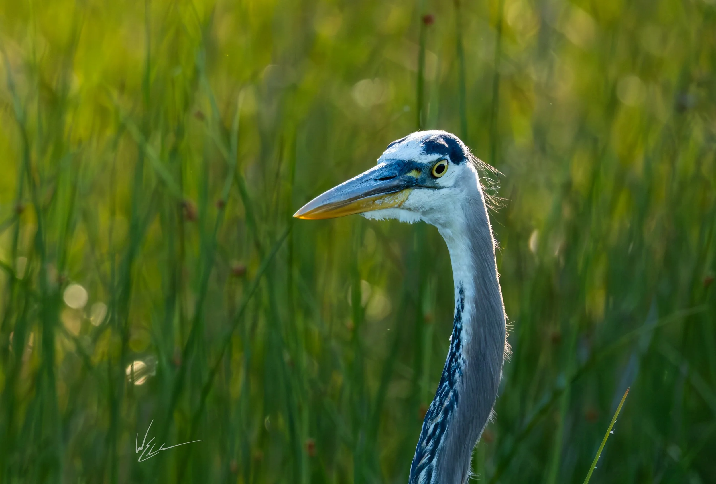 Close-up of a heron with a long beak, standing among tall grasses in a natural outdoor setting.