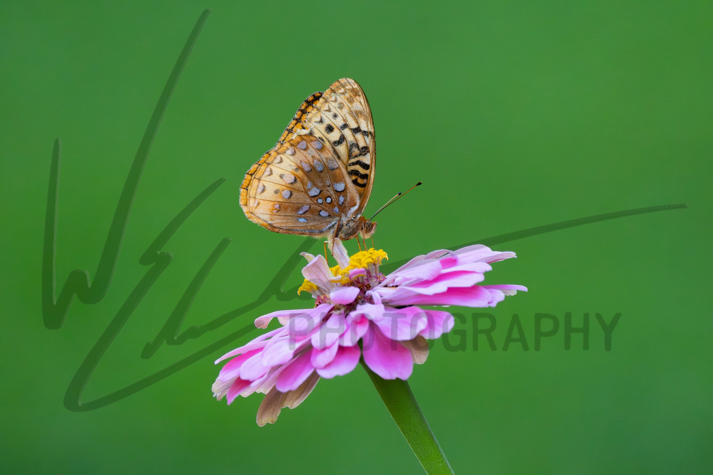 Graceful Landing-1.jpg