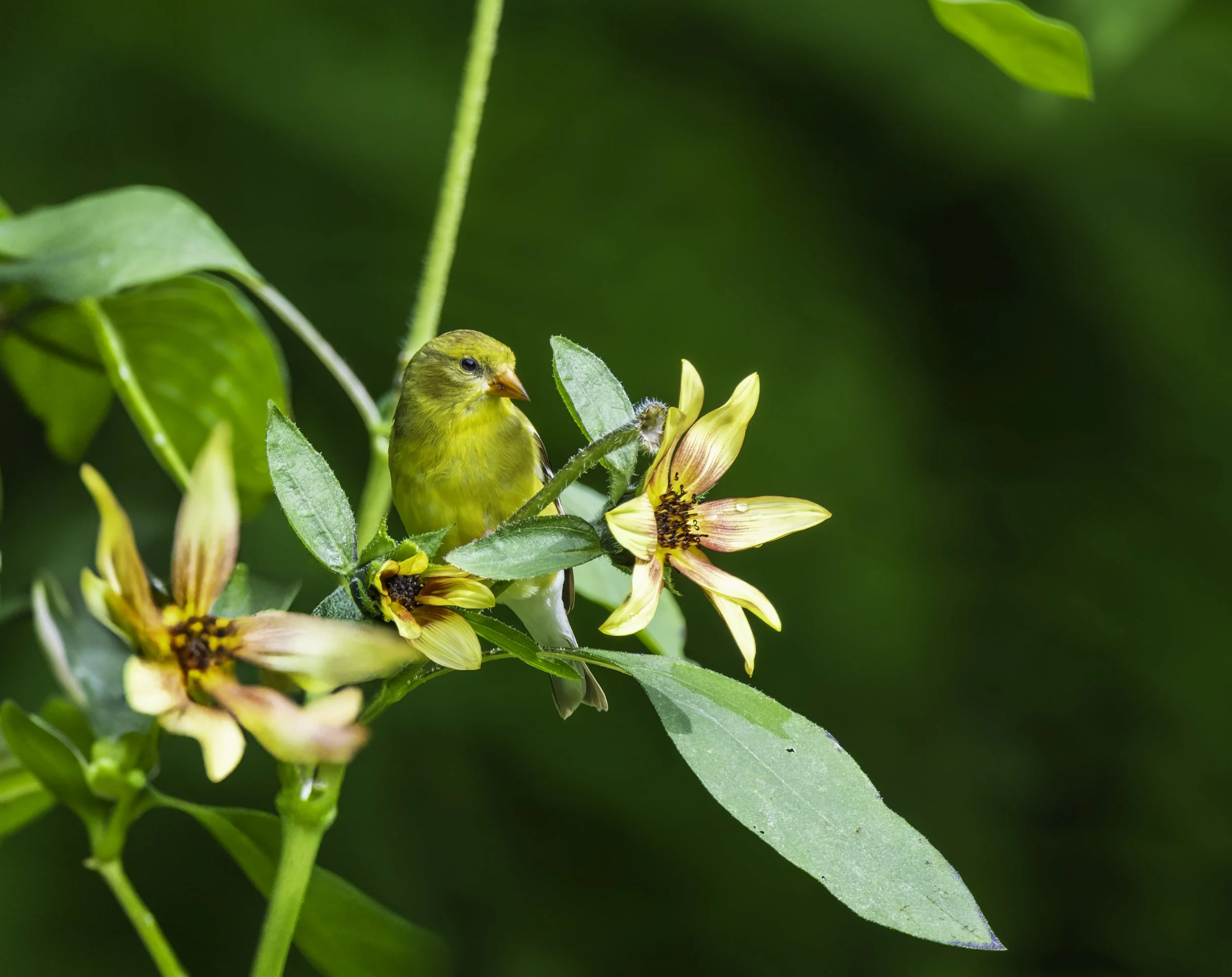 American Goldfinch (Spinus tristis) — Yellow plumage echoes the flowers around a small, alert seed-eater.
