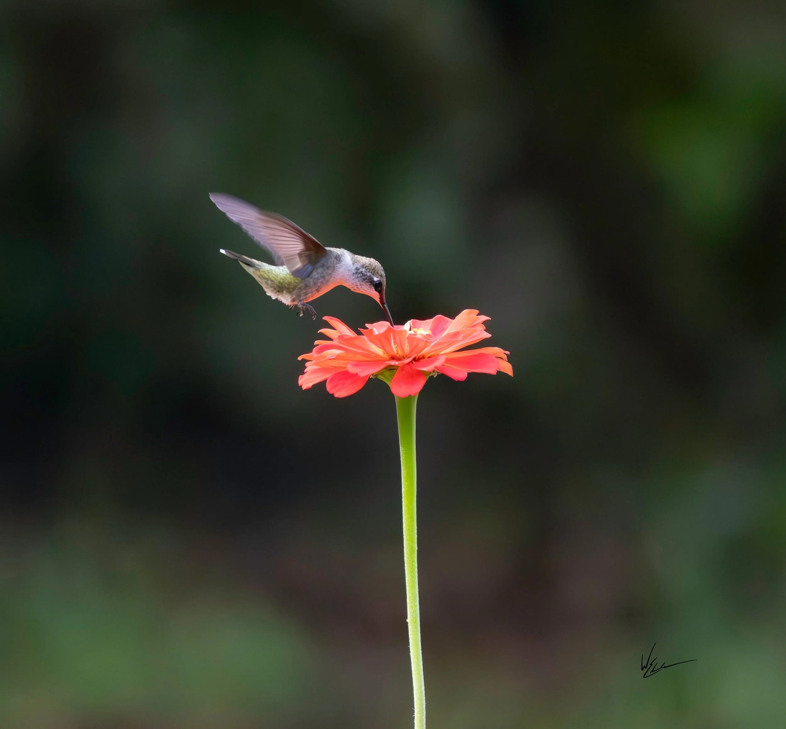 A hummingbird drinking nectar from a pink flower against a blurred dark green background.