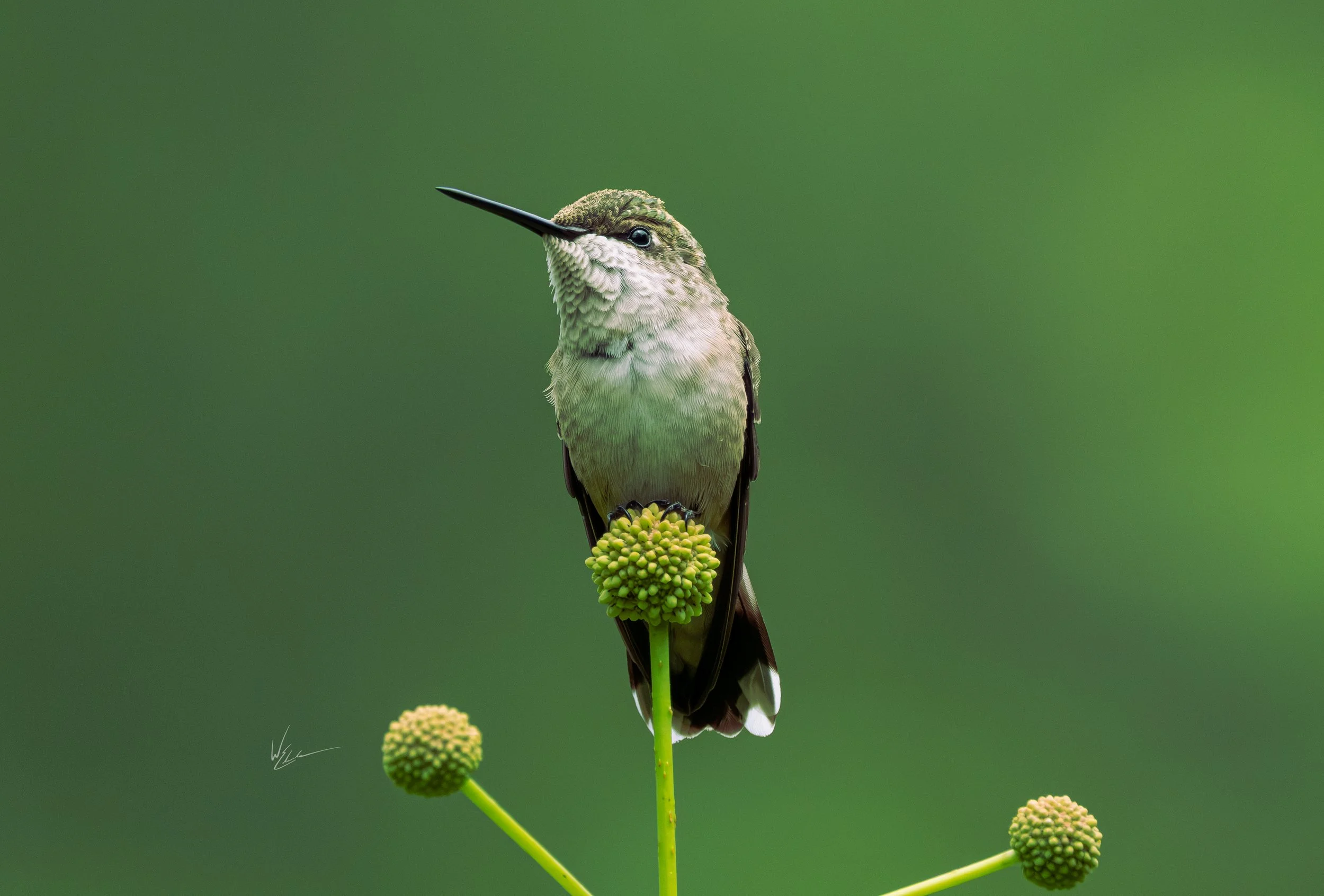 A hummingbird perched on a green flowering plant with a blurred green background.