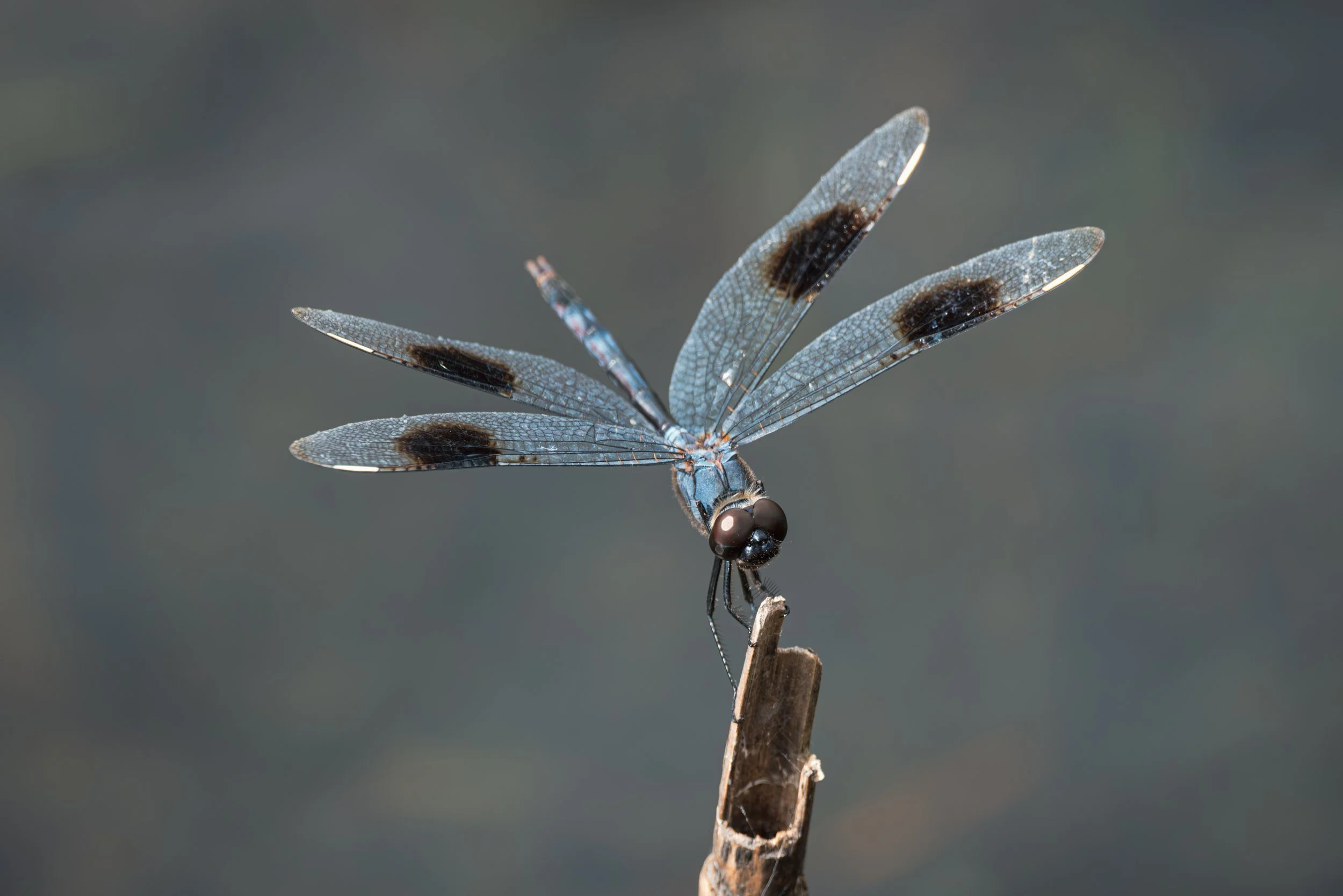 Close-up of a blue dragonfly with black spots on its wings, perched on a small stick with a blurred gray background.