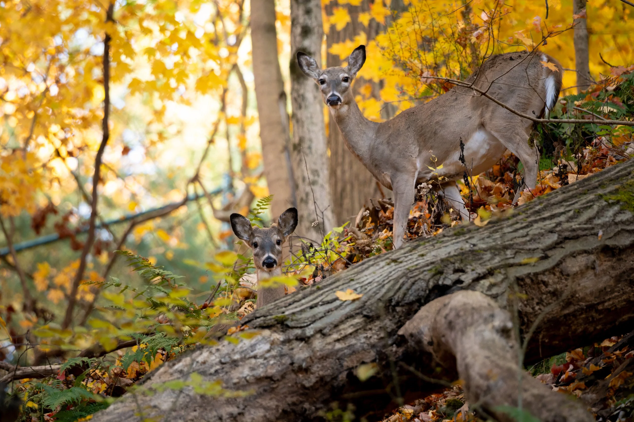 Two deer in a forest with autumn foliage, one is partially hidden behind a fallen log and the other is standing among trees with yellow and orange leaves.