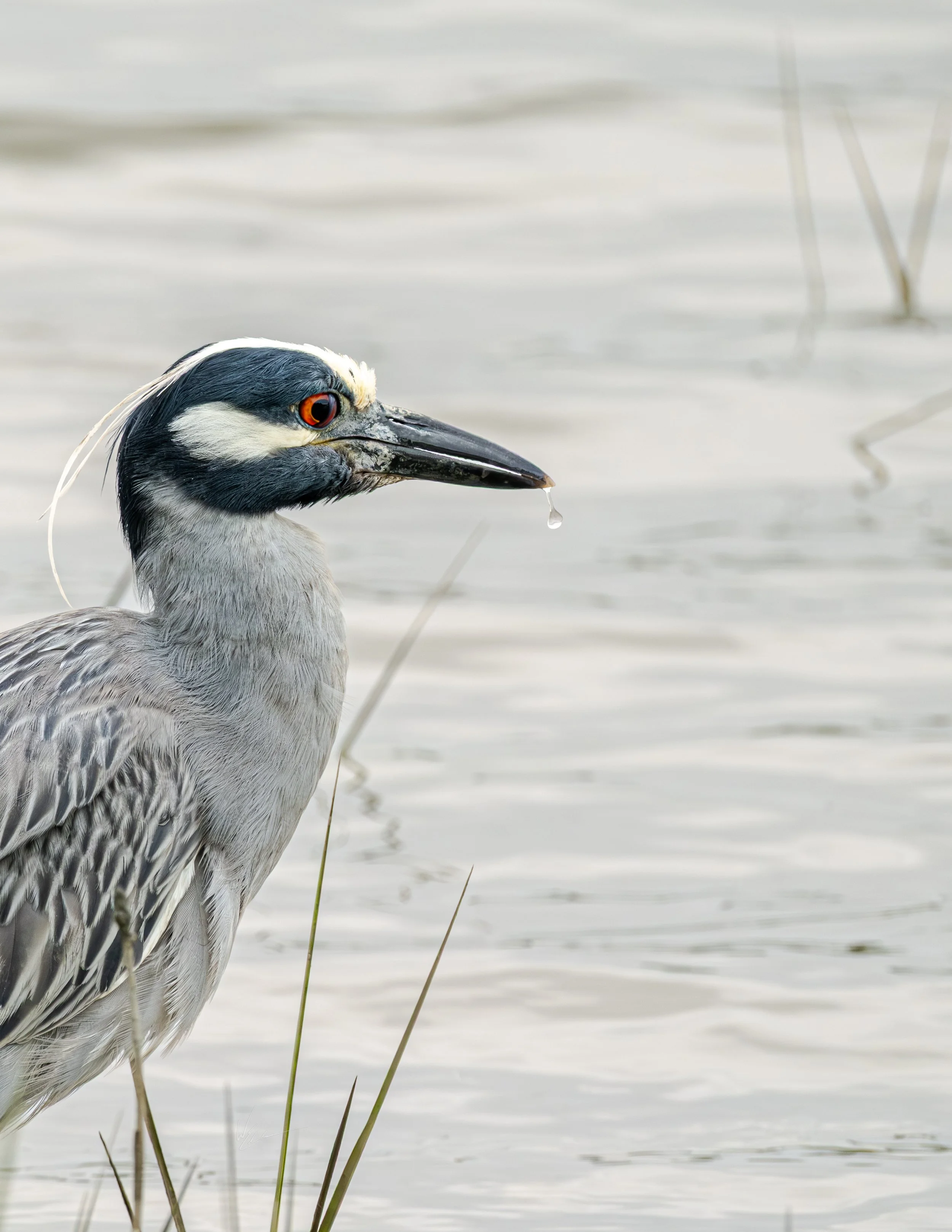 A close-up of a heron standing near water, with a drop of water hanging from its beak.