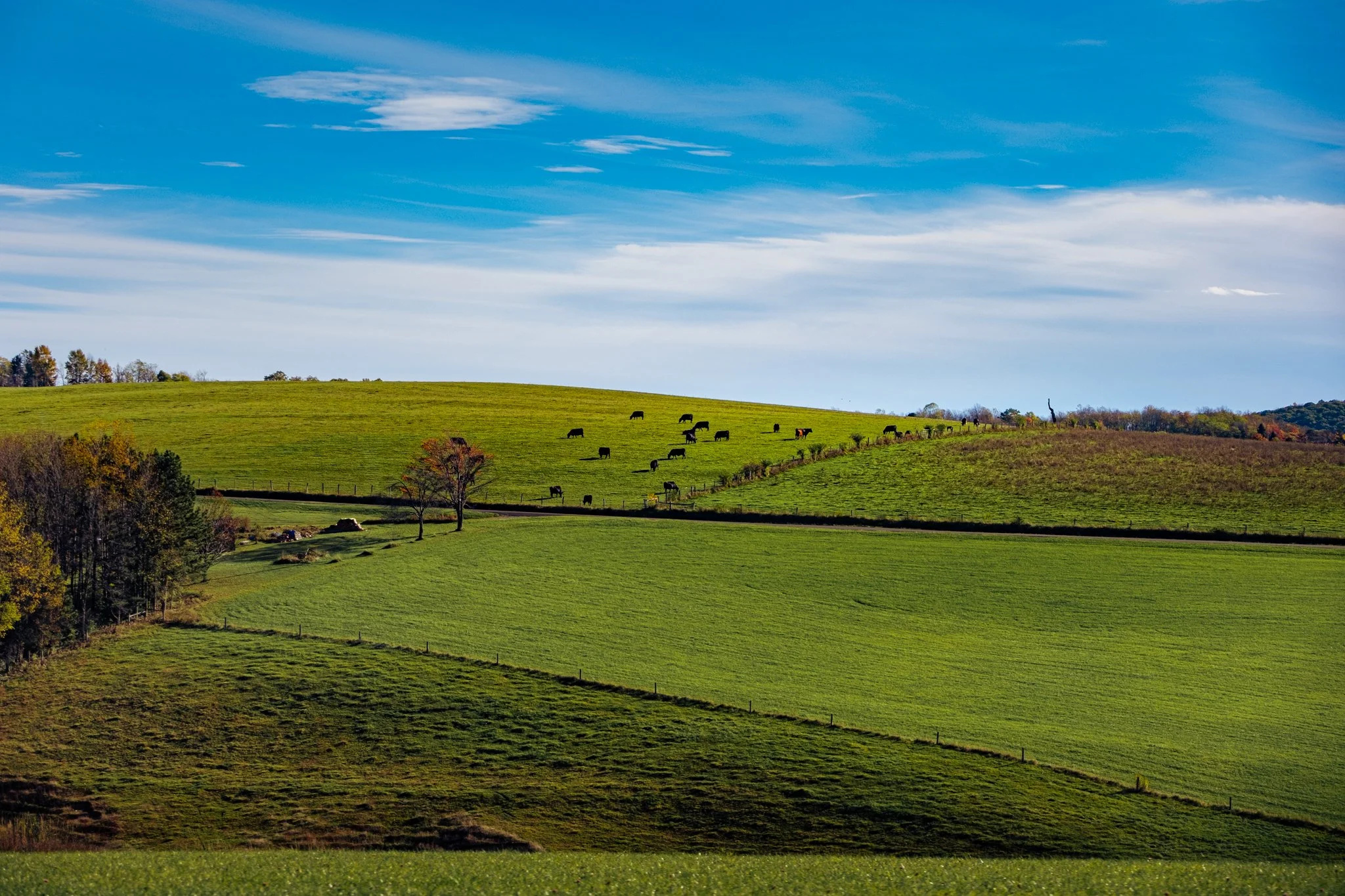 Scenic view of rolling green hills with grazing cows under a partly cloudy blue sky.