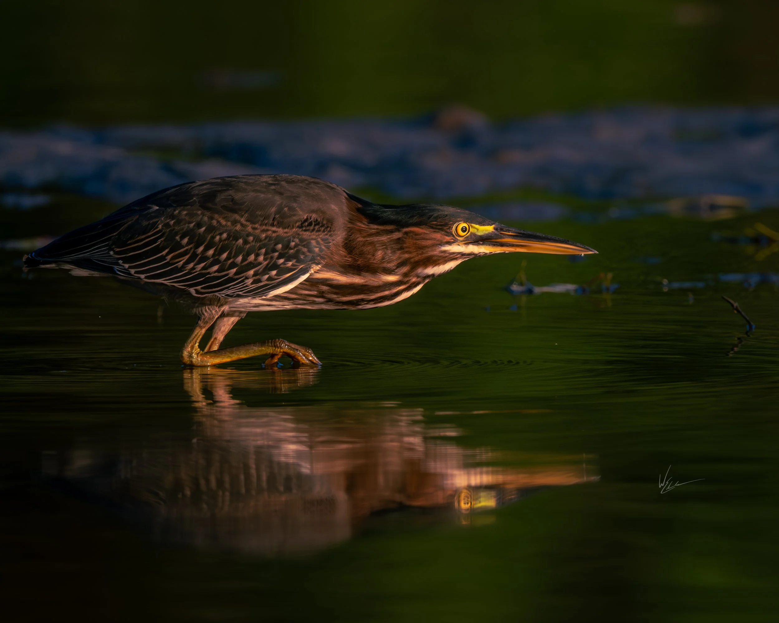 A heron standing in shallow water, reflected in the surface, with a blurred background.