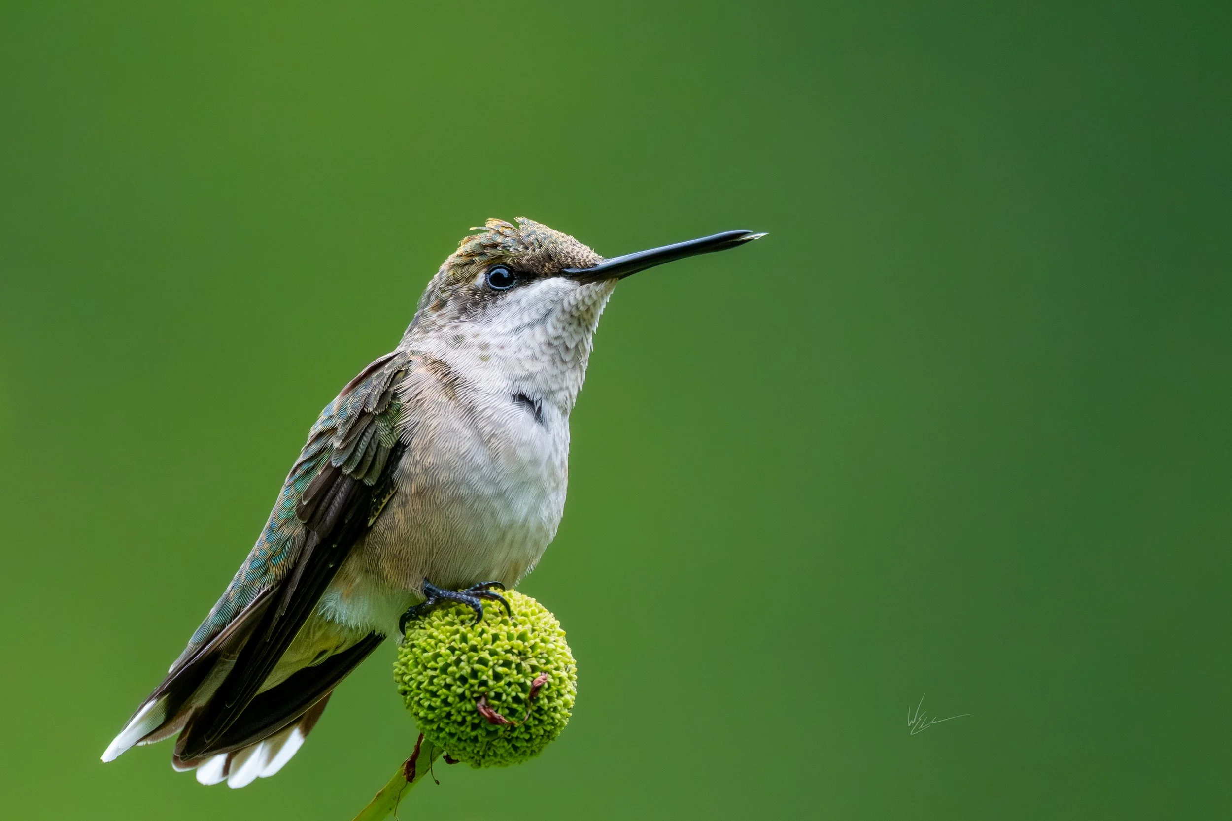 A hummingbird perched on a green seed pod against a blurred green background.