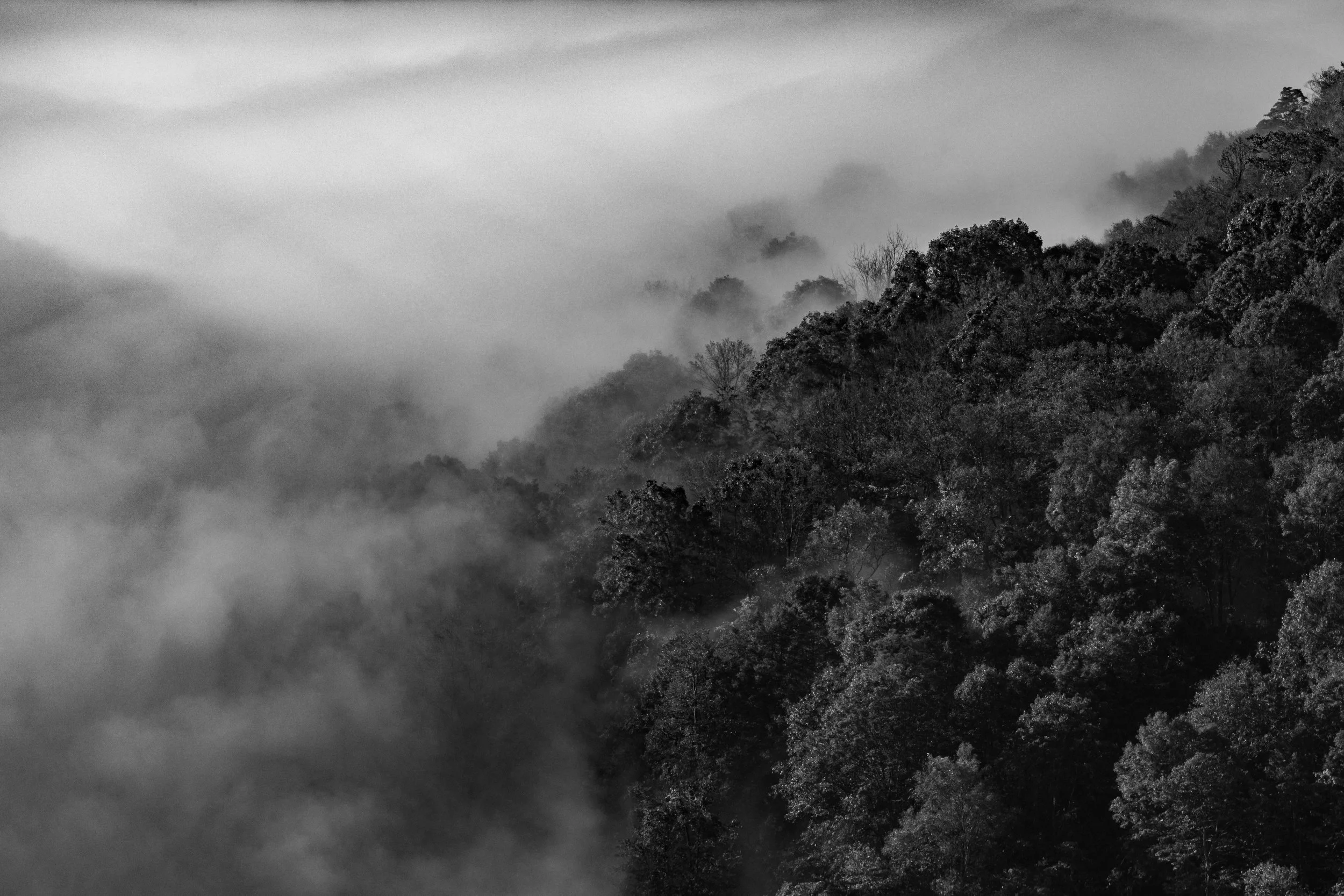 Black and white photograph of a forested mountain slope with mist or fog hovering over the trees.