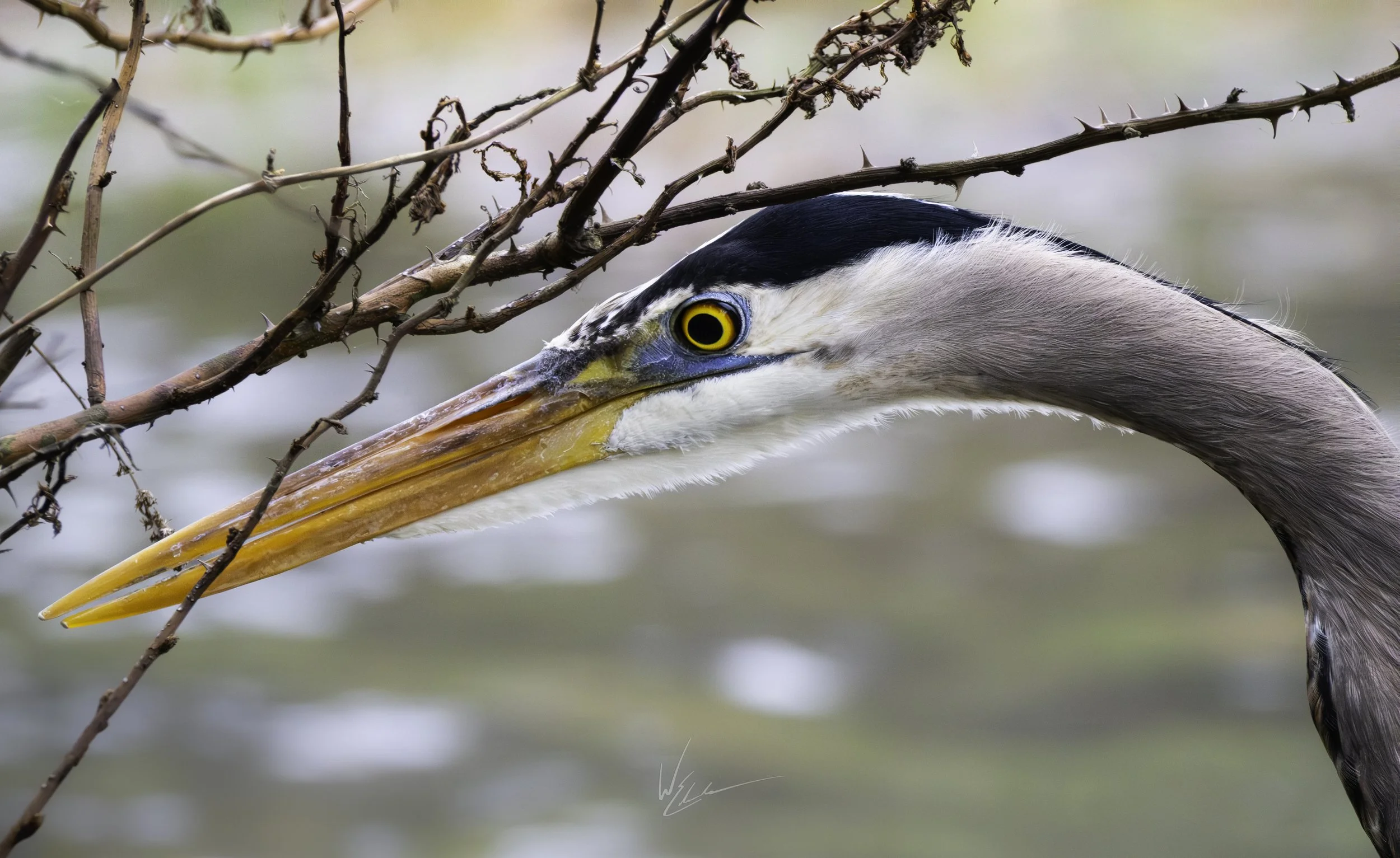 Close-up of a heron peering through branches, with a blue eye and long, sharp orange beak near water.