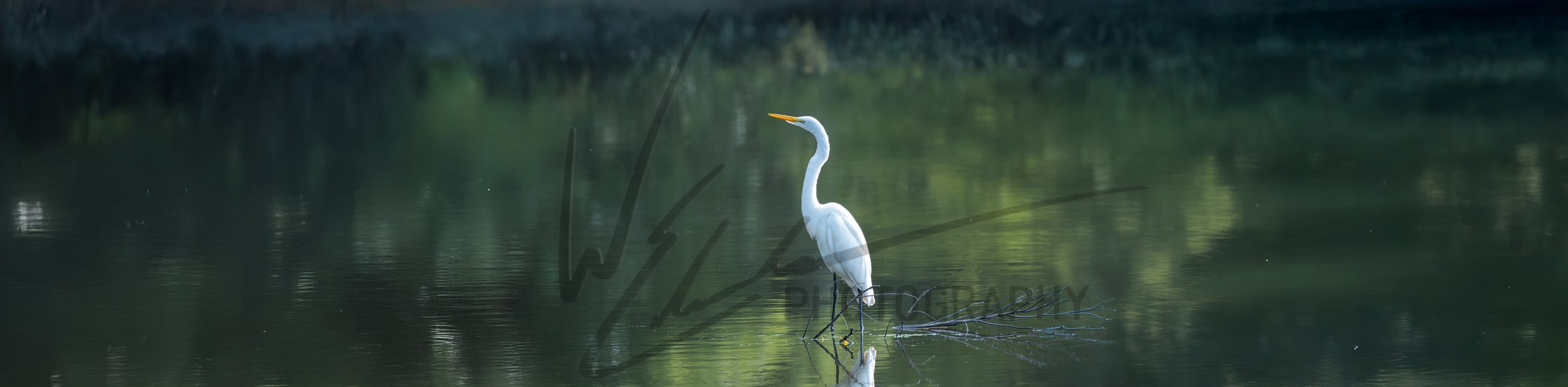 Graceful Reflection Egret in Tranquil Waterswm.jpg
