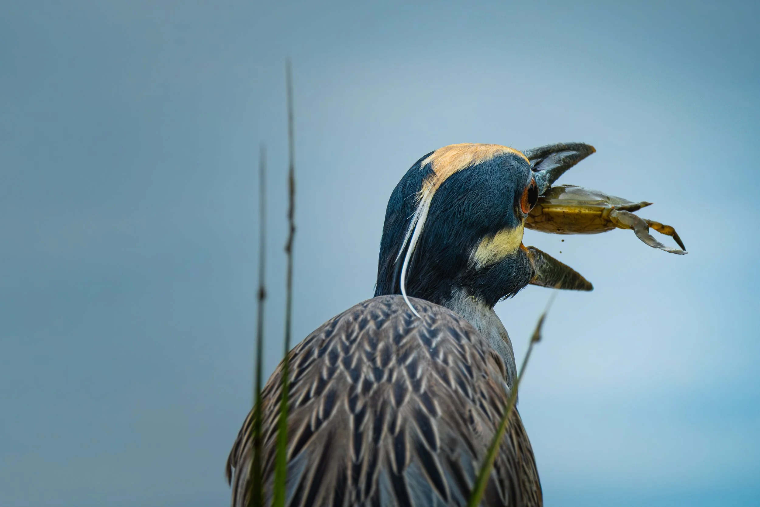 Close-up of a bird, likely a heron or similar species, holding a crab in its beak, with tall grass around it and a bluish background.