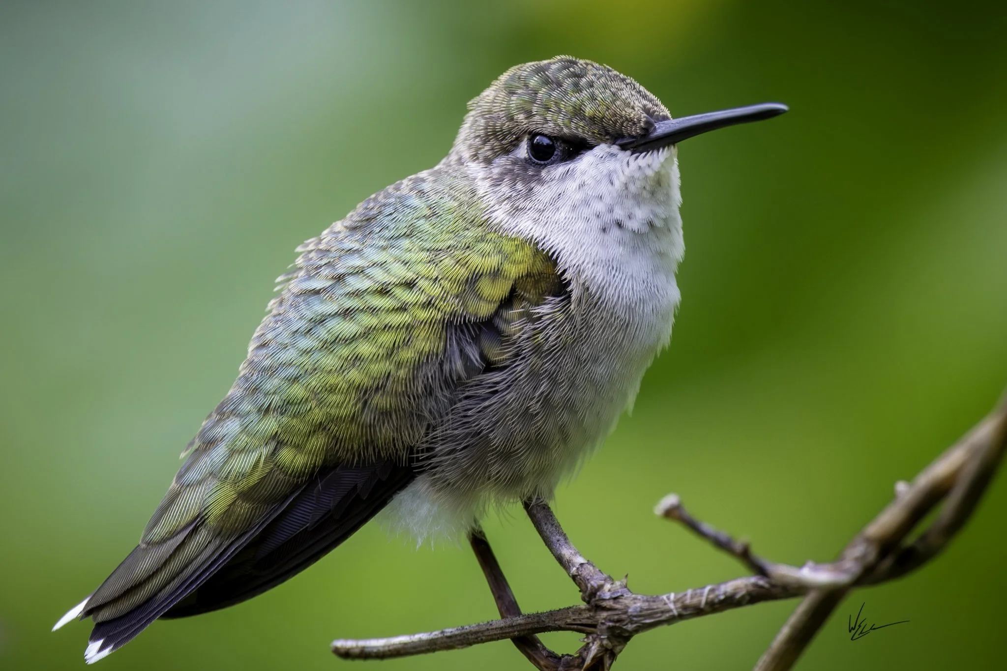 Close-up of a hummingbird perched on a branch with blurred green background.