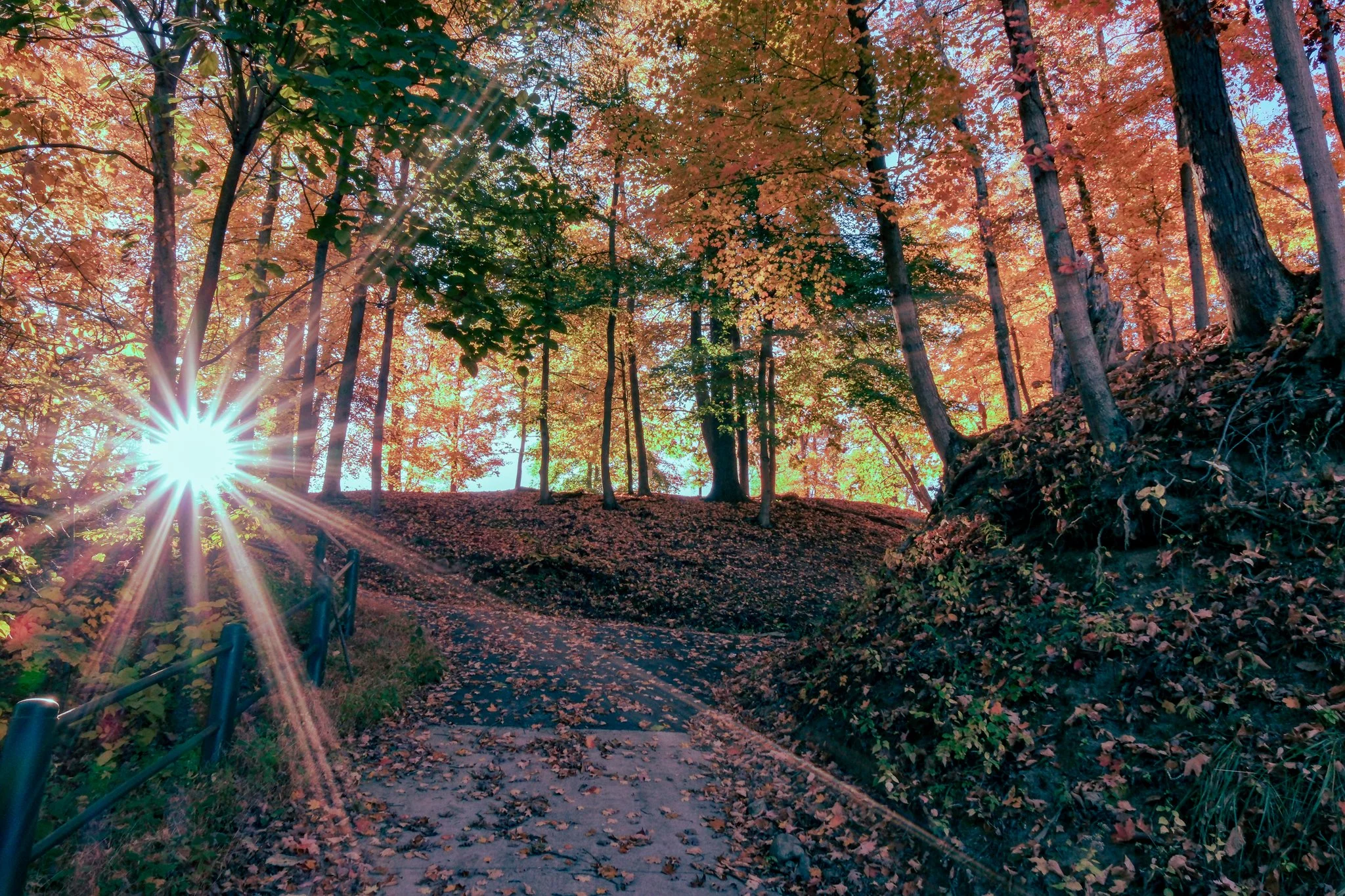 A forest path during autumn with fallen leaves, sunlight filtering through trees, and a railing on the left side.