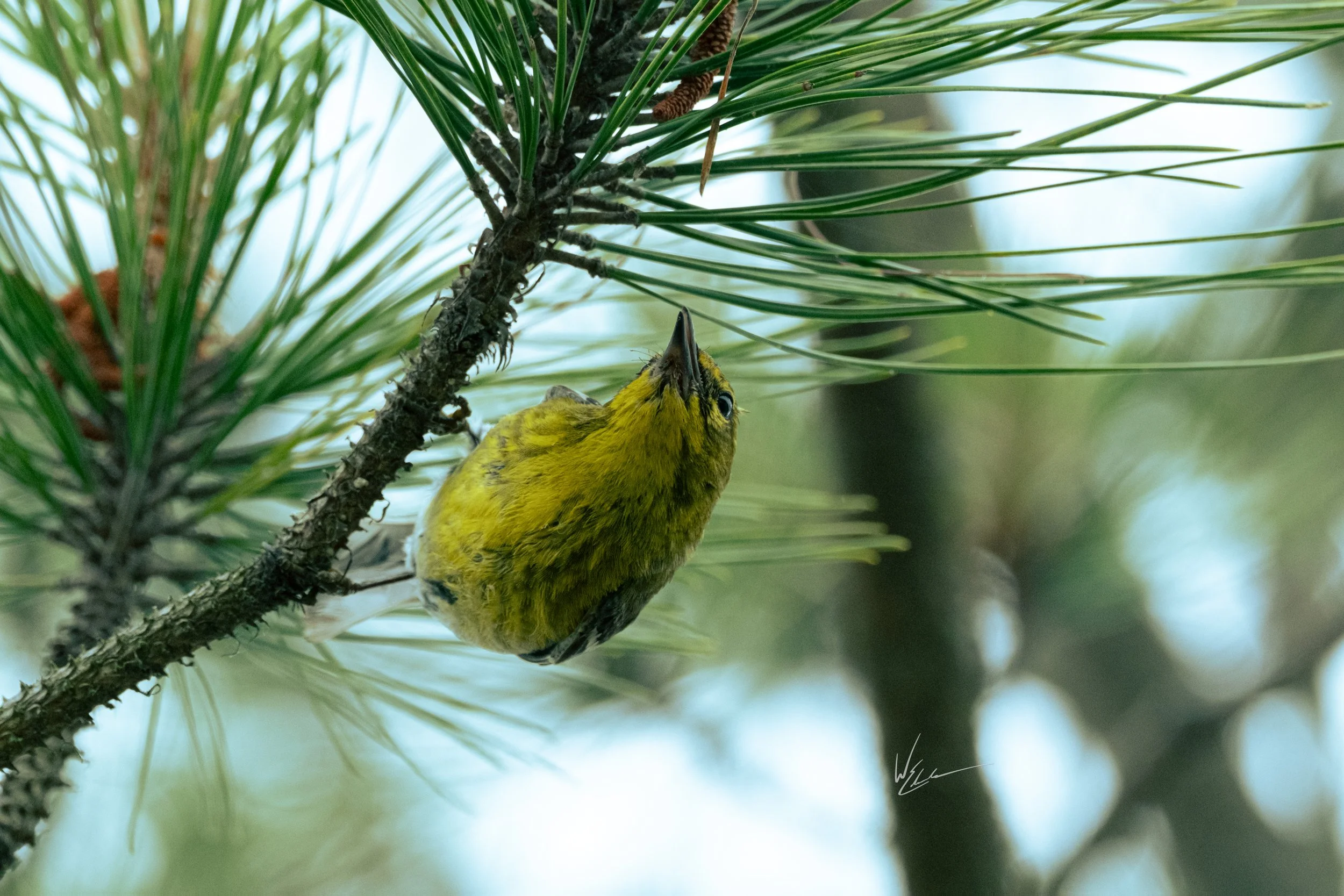 A small yellow and black bird perched on a pine tree branch, looking upward with slender green pine needles surrounding it.