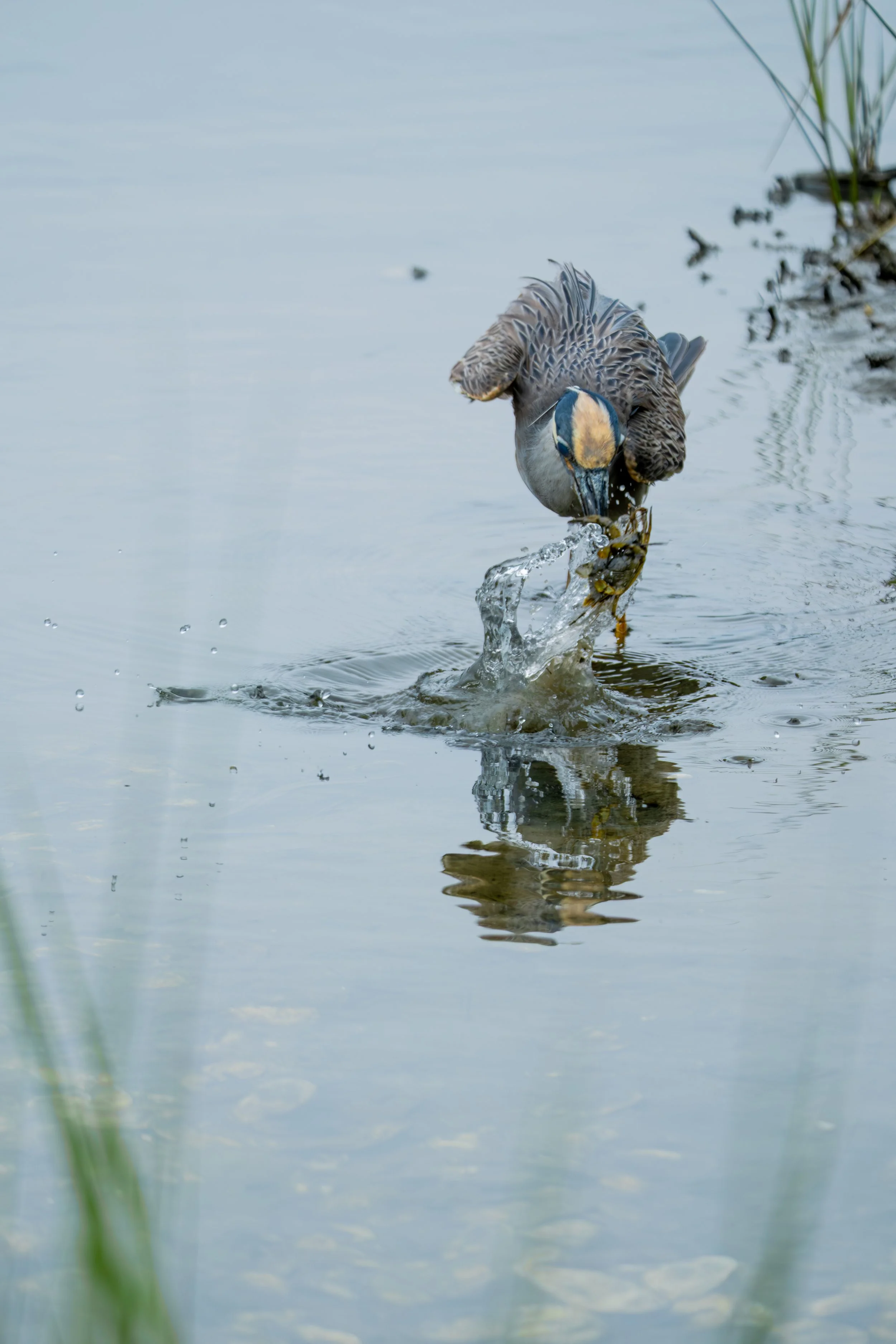 A duck catching fish in calm water.