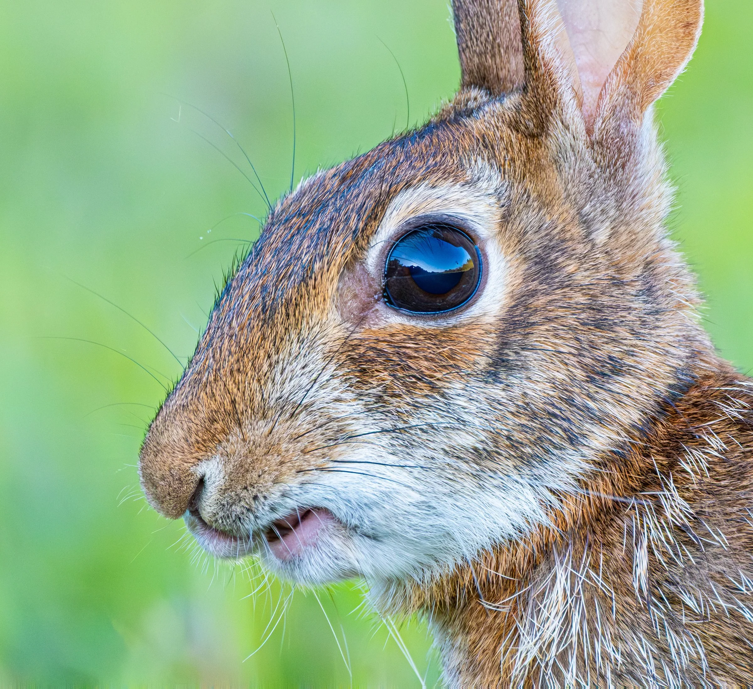 Whiskered Curiosity.jpg