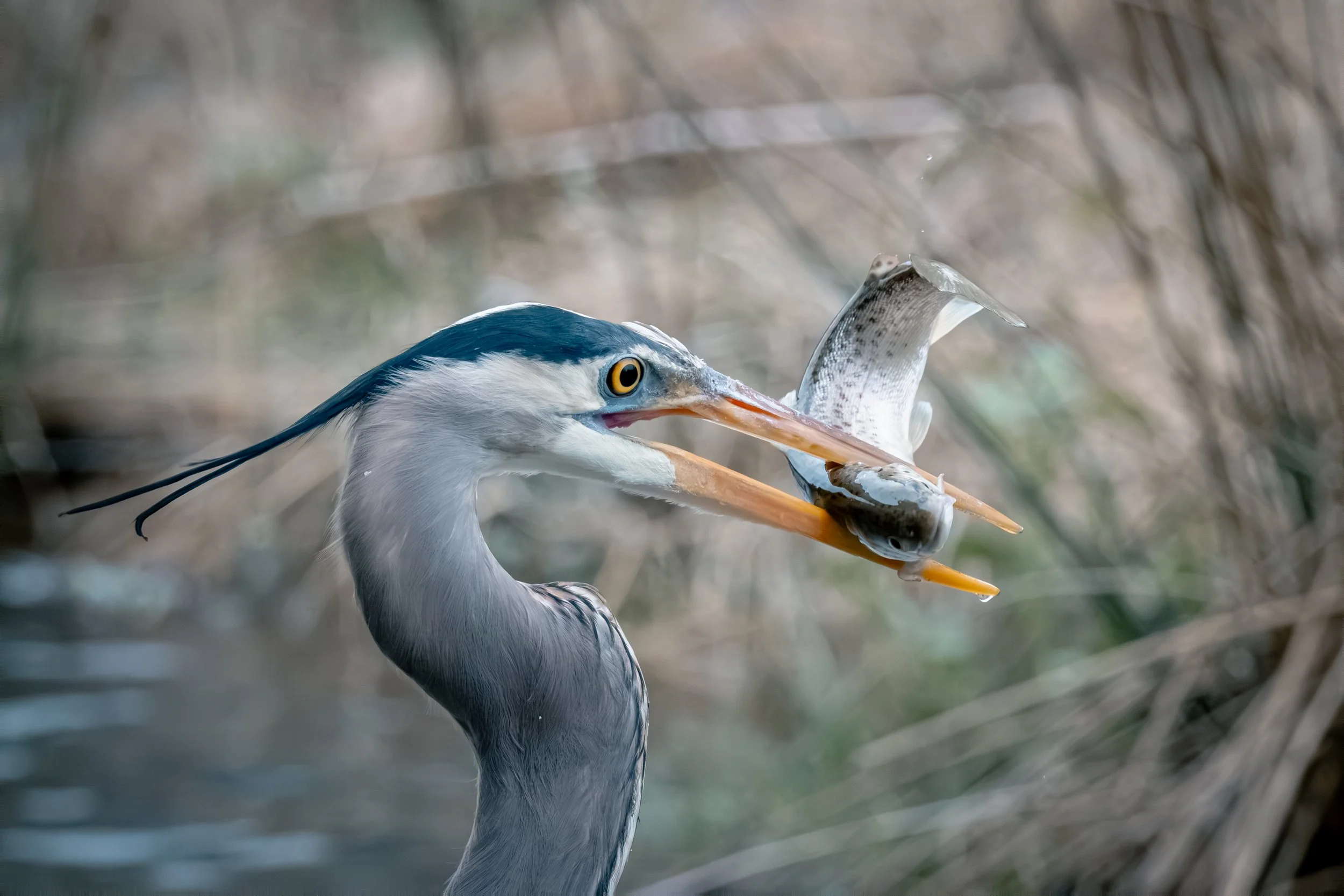A heron holding a fish in its beak.