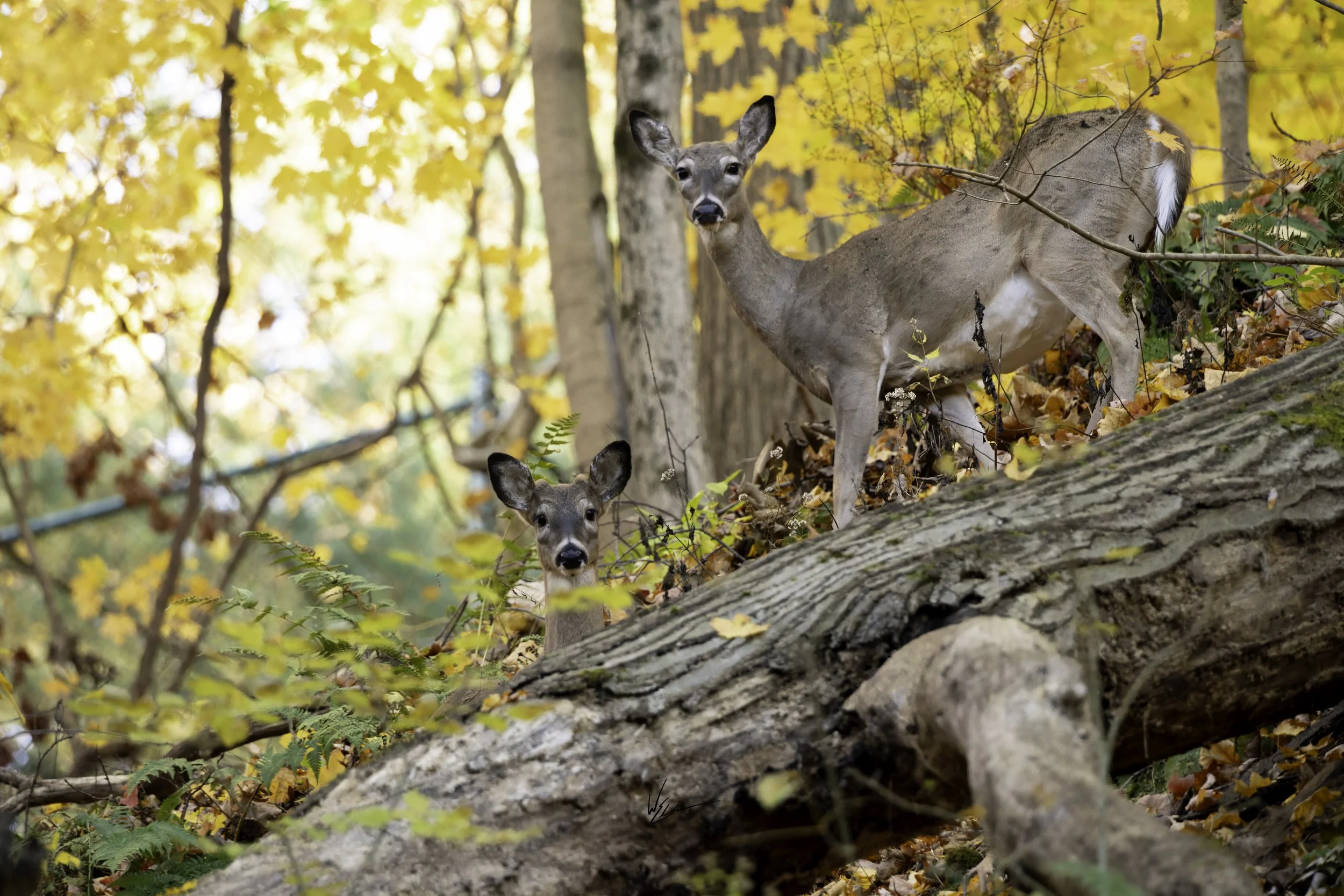 Two young deer in a forest with autumn leaves, standing near an upturned large fallen tree.