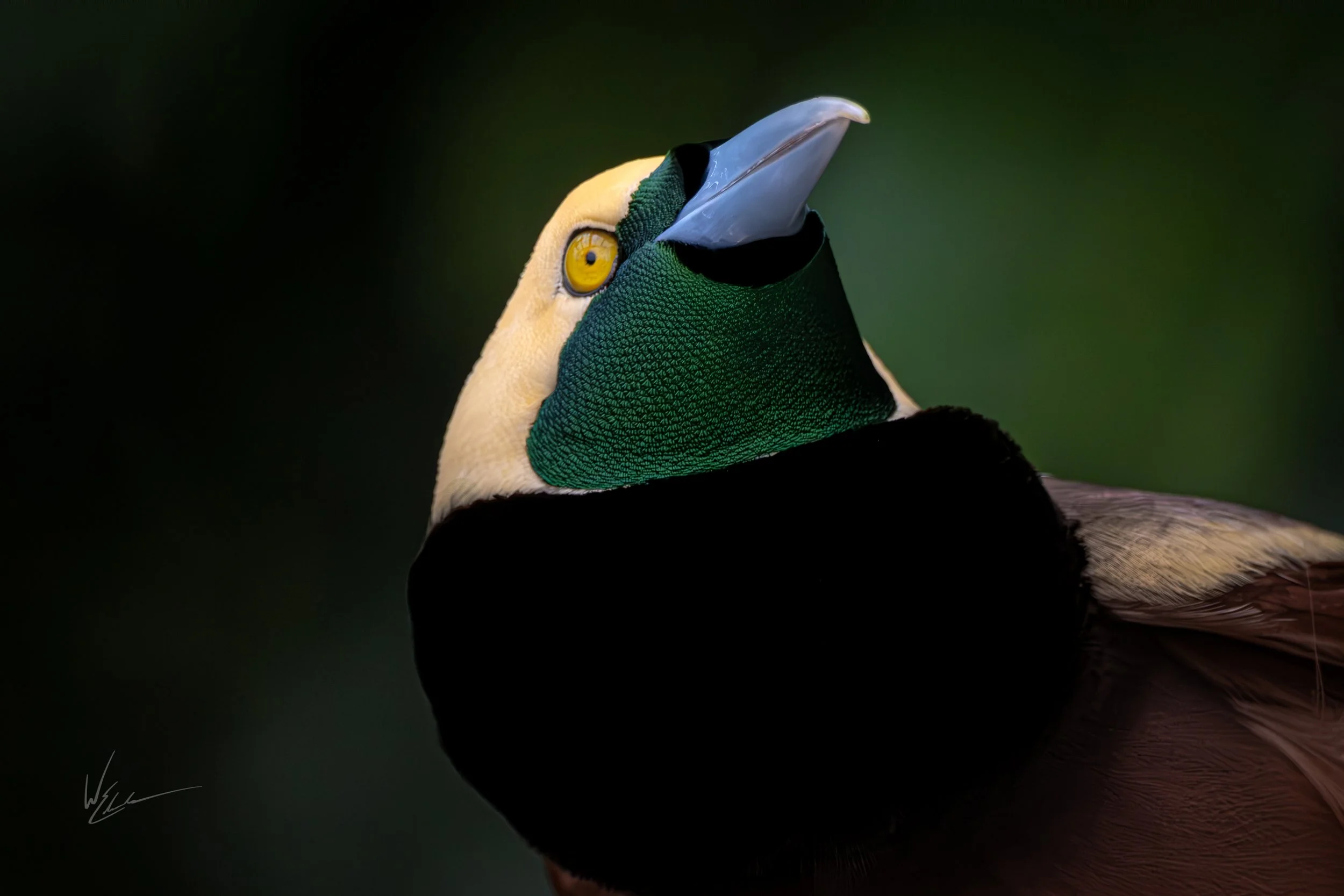 A close-up of a colorful bird, possibly a hornbill, with yellow eyes, a green patch on its face, and a large curved beak, set against a dark background.