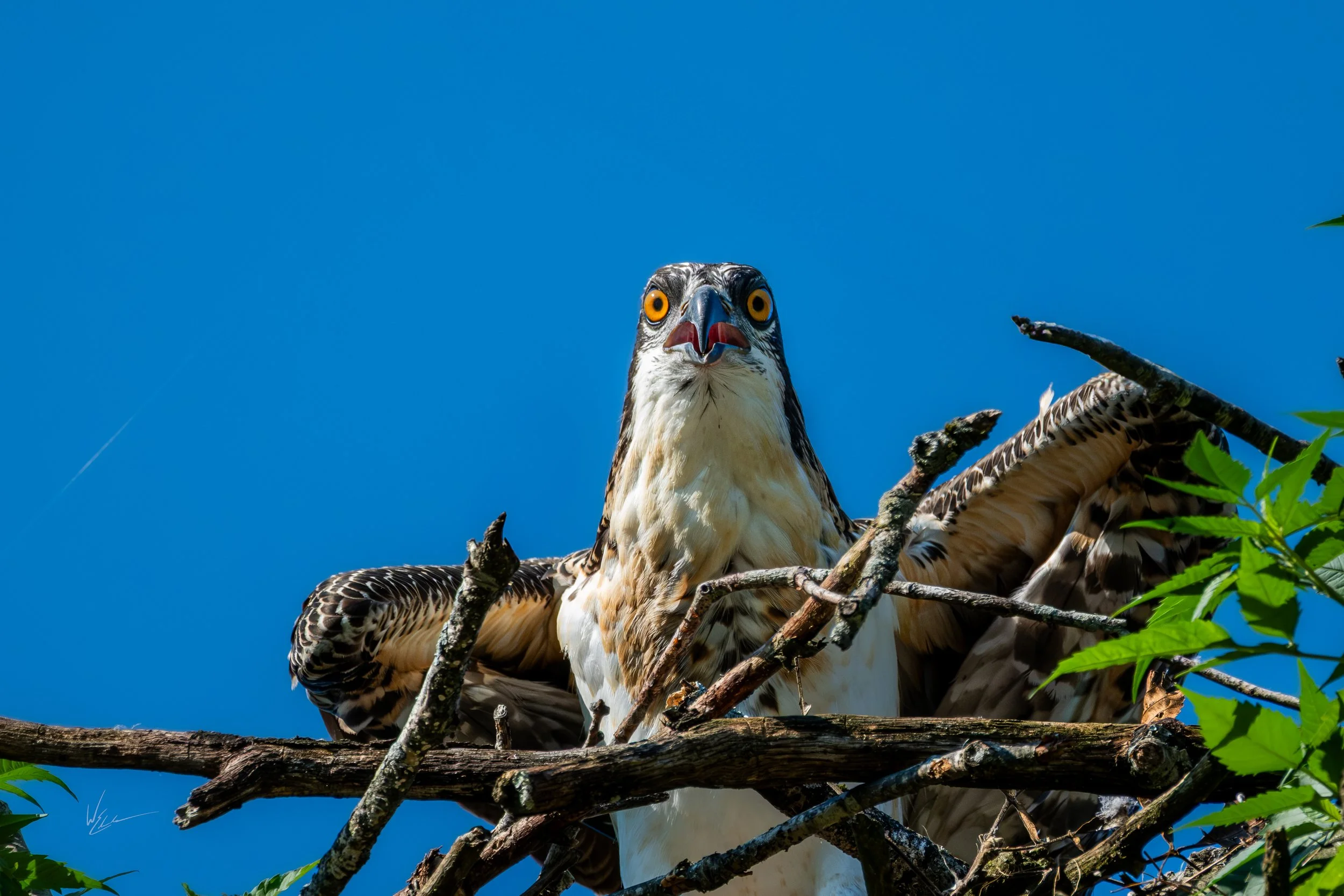 Close-up of an osprey bird in a nest with branches and green leaves, against a bright blue sky.