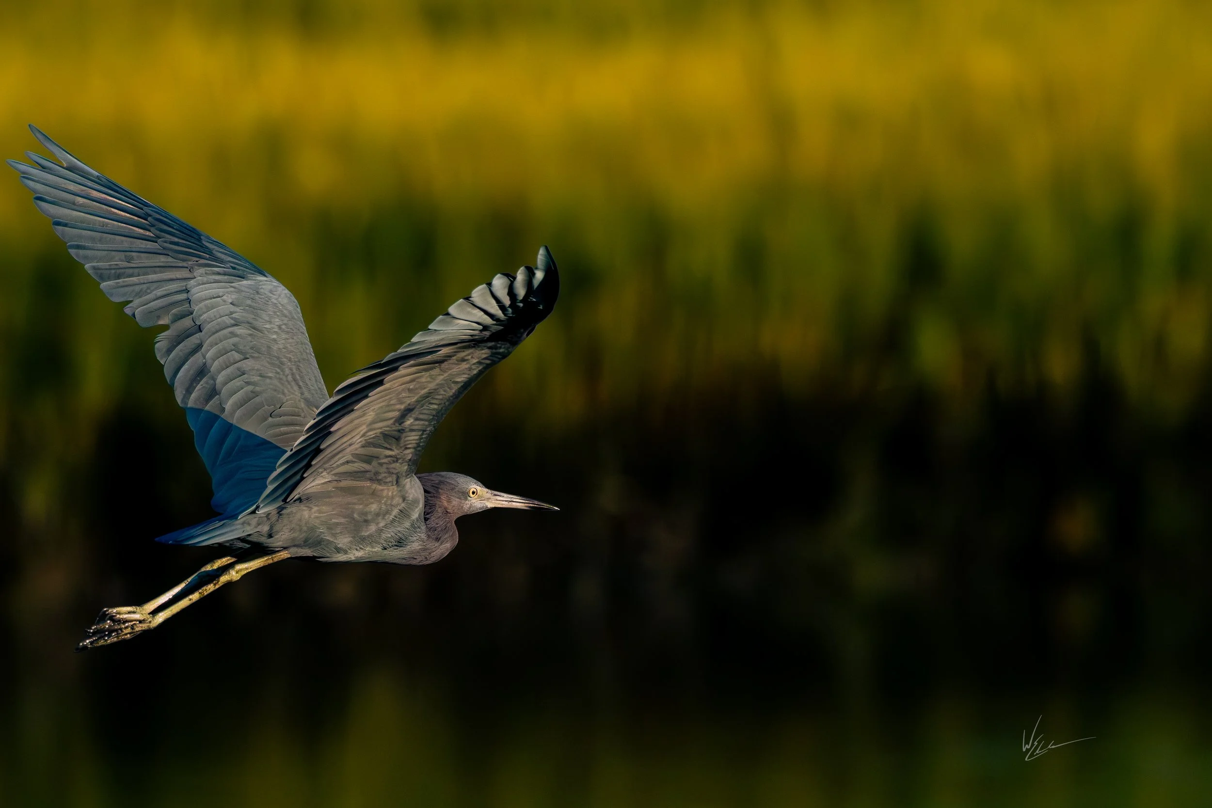 A heron flying against a blurred green and yellow background.