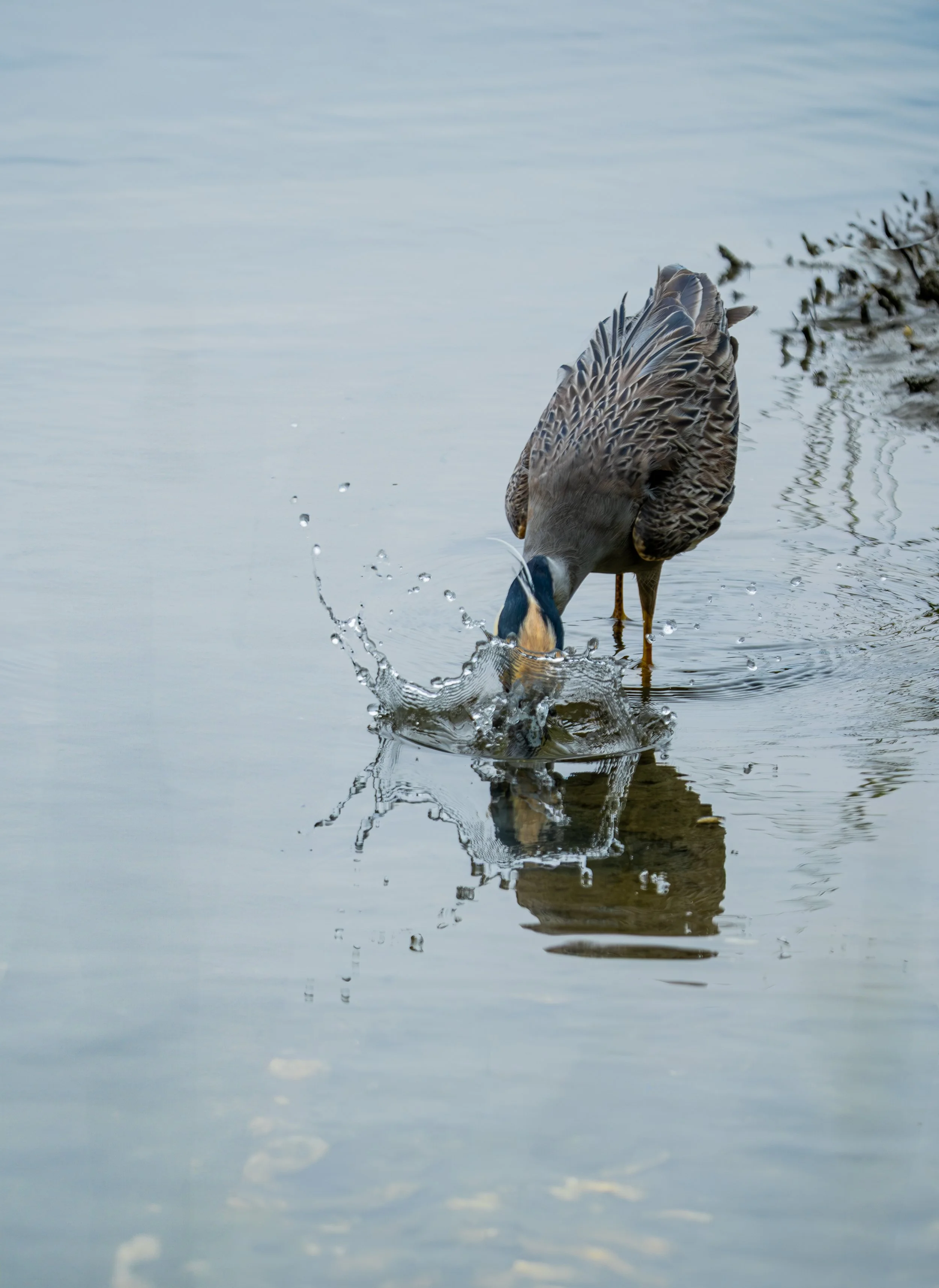 A duck catching fish in a calm body of water.