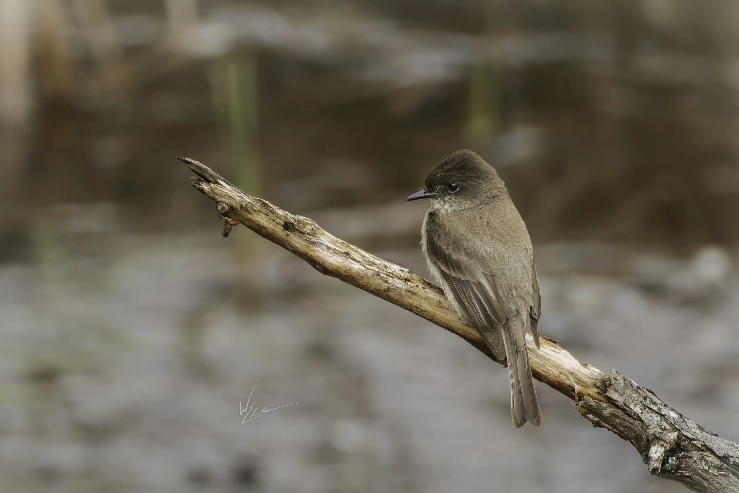 A small brown bird perched on a weathered, diagonal branch near water, with a blurred natural background.