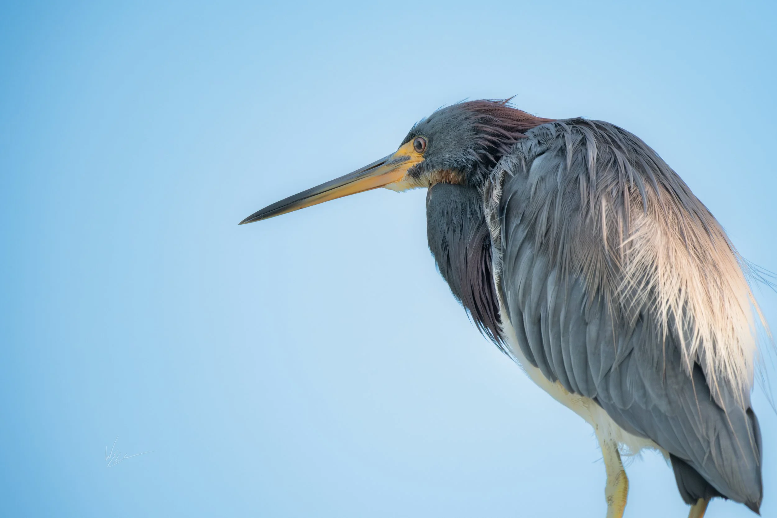 A close-up side view of a heron bird against a pale blue sky, showing its long yellow beak, gray feathers, and a hint of brown on its head.