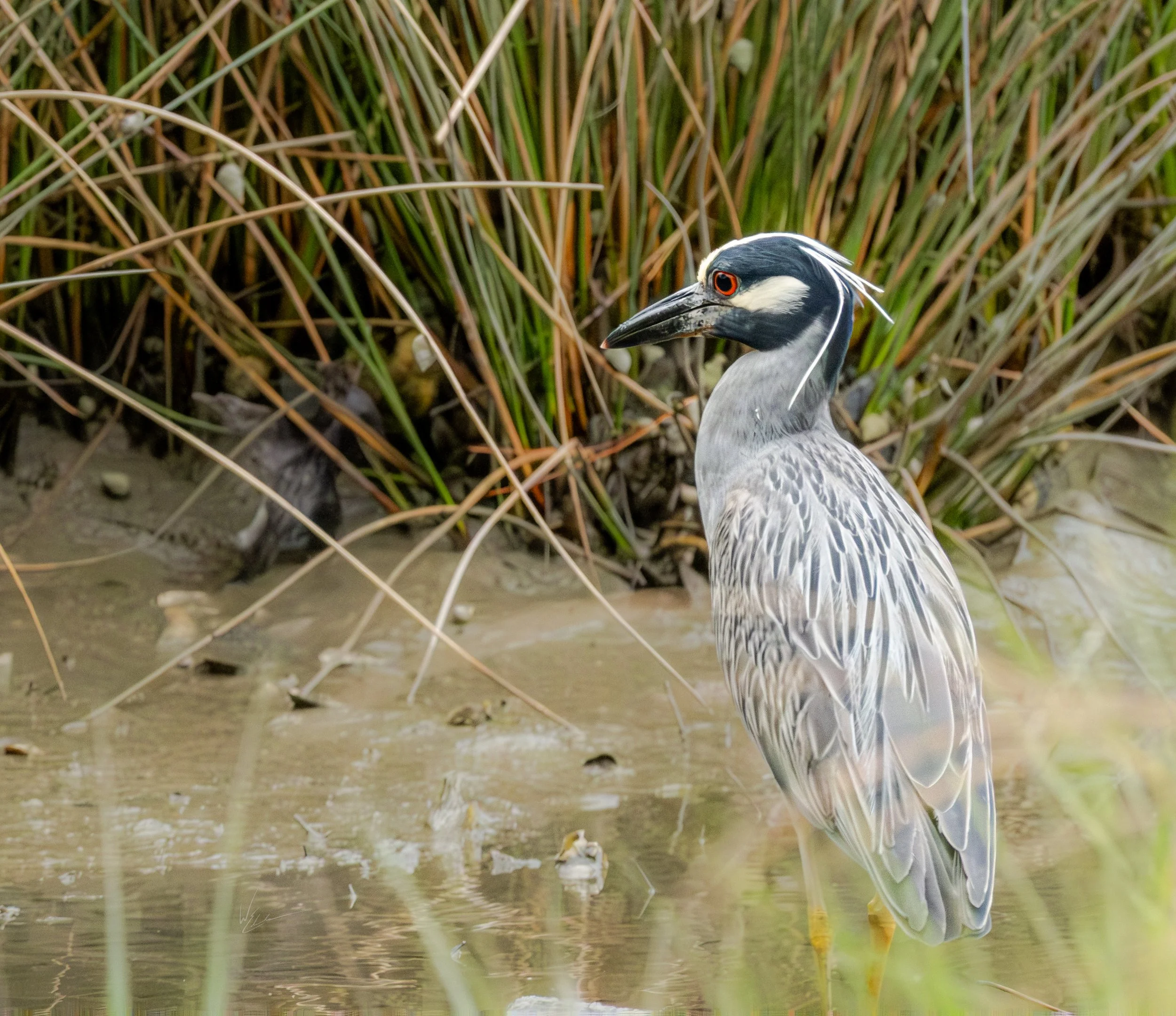 A heron standing in shallow water near tall grass by a wetland.