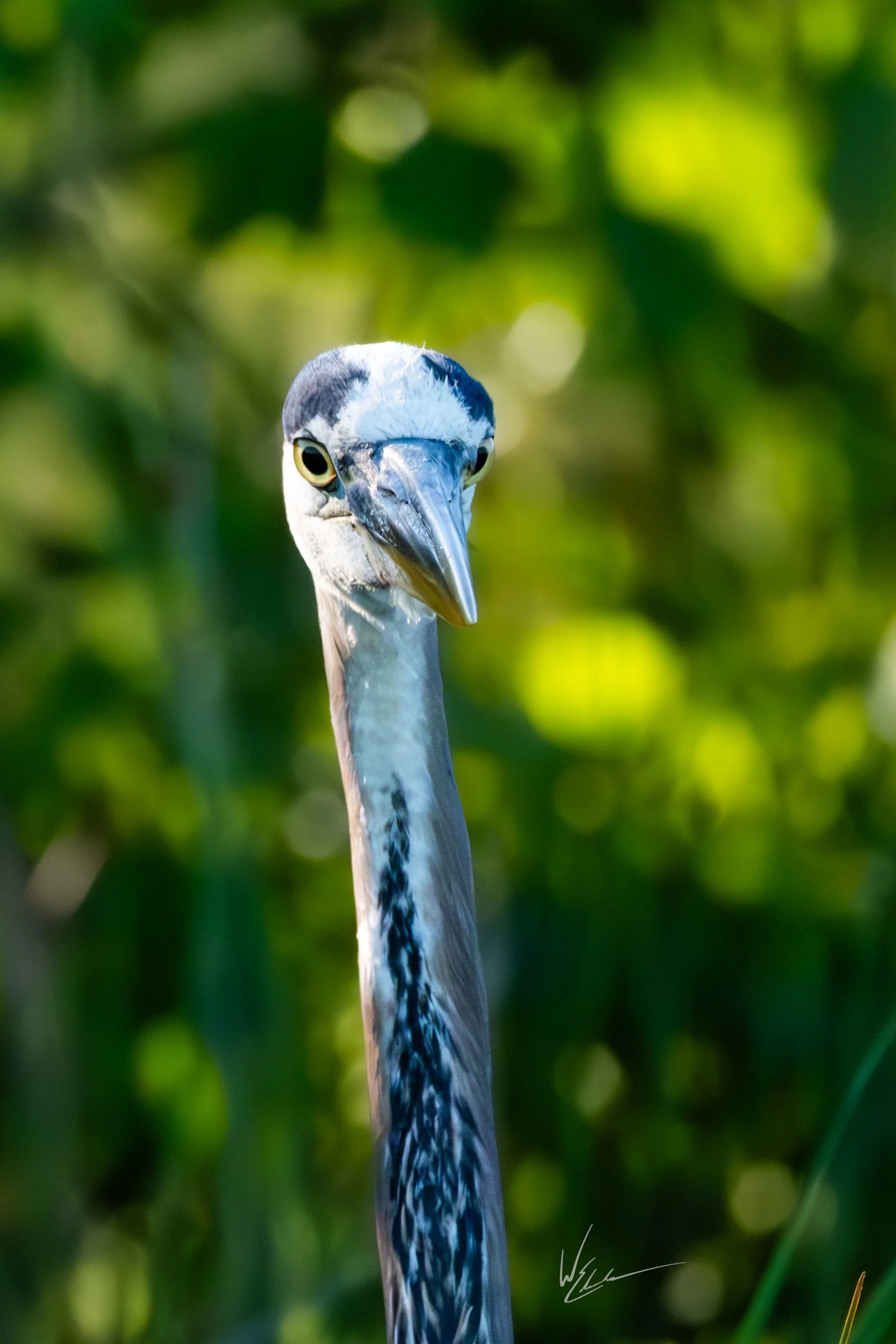 Close-up of a bird with a long neck, black and white markings on its head, yellowish eyes, and a long, pointed beak, standing against a blurred green background.