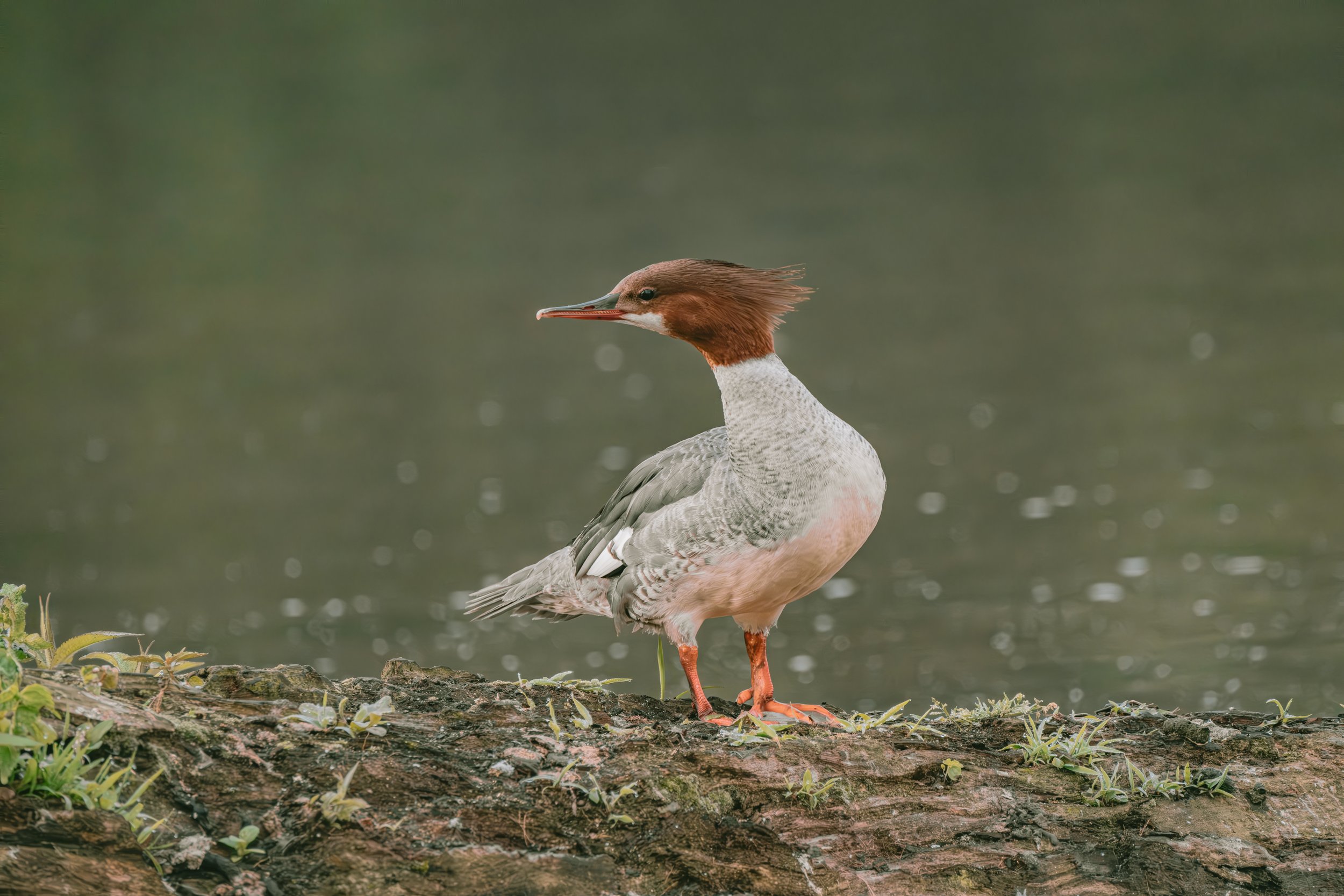 A common merganser bird standing on a log near water, with green background.