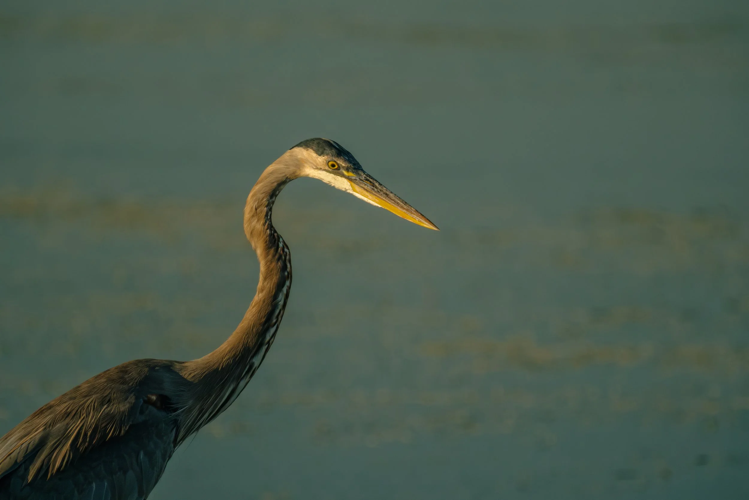 A heron standing in shallow water, facing left with a long neck and pointed beak.