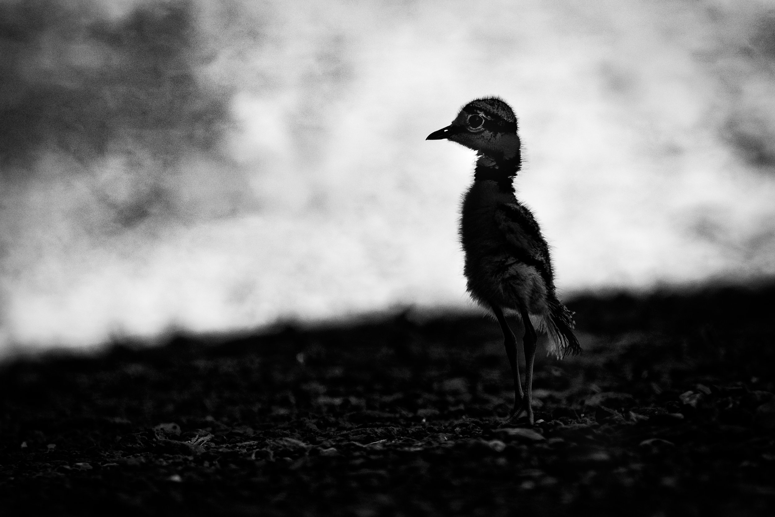 A young bird with a long neck and small body standing on rough ground, silhouetted against a cloudy sky in black and white.