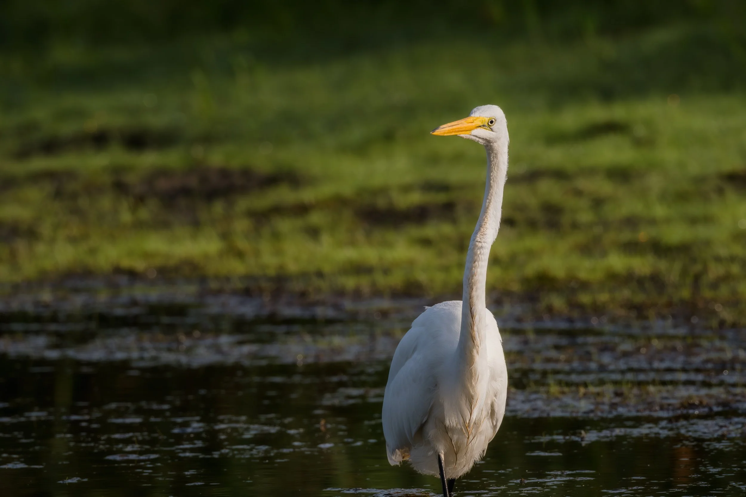A tall white heron standing in water with green grassy background.